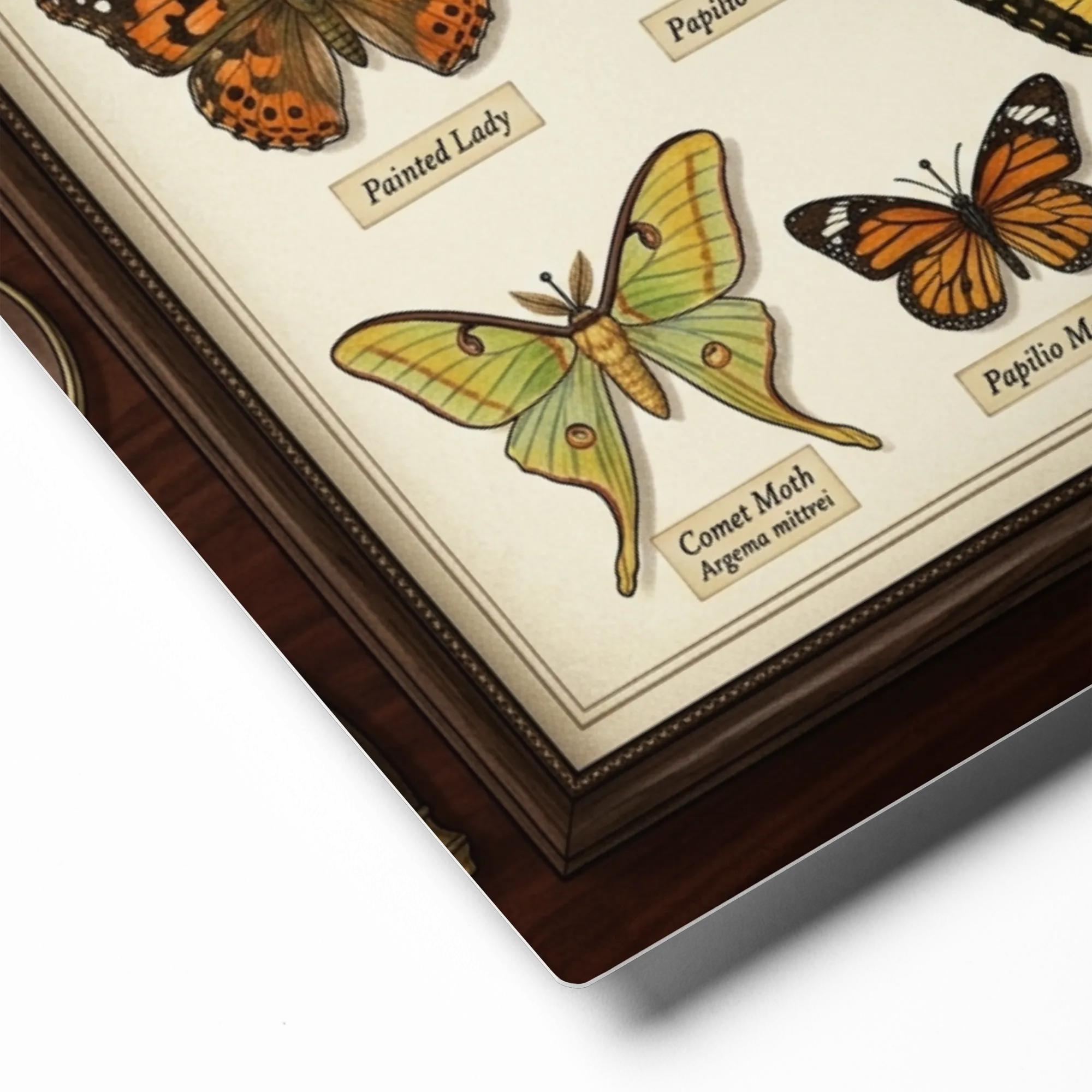 Entomologist's Butterfly Collection | Art Print