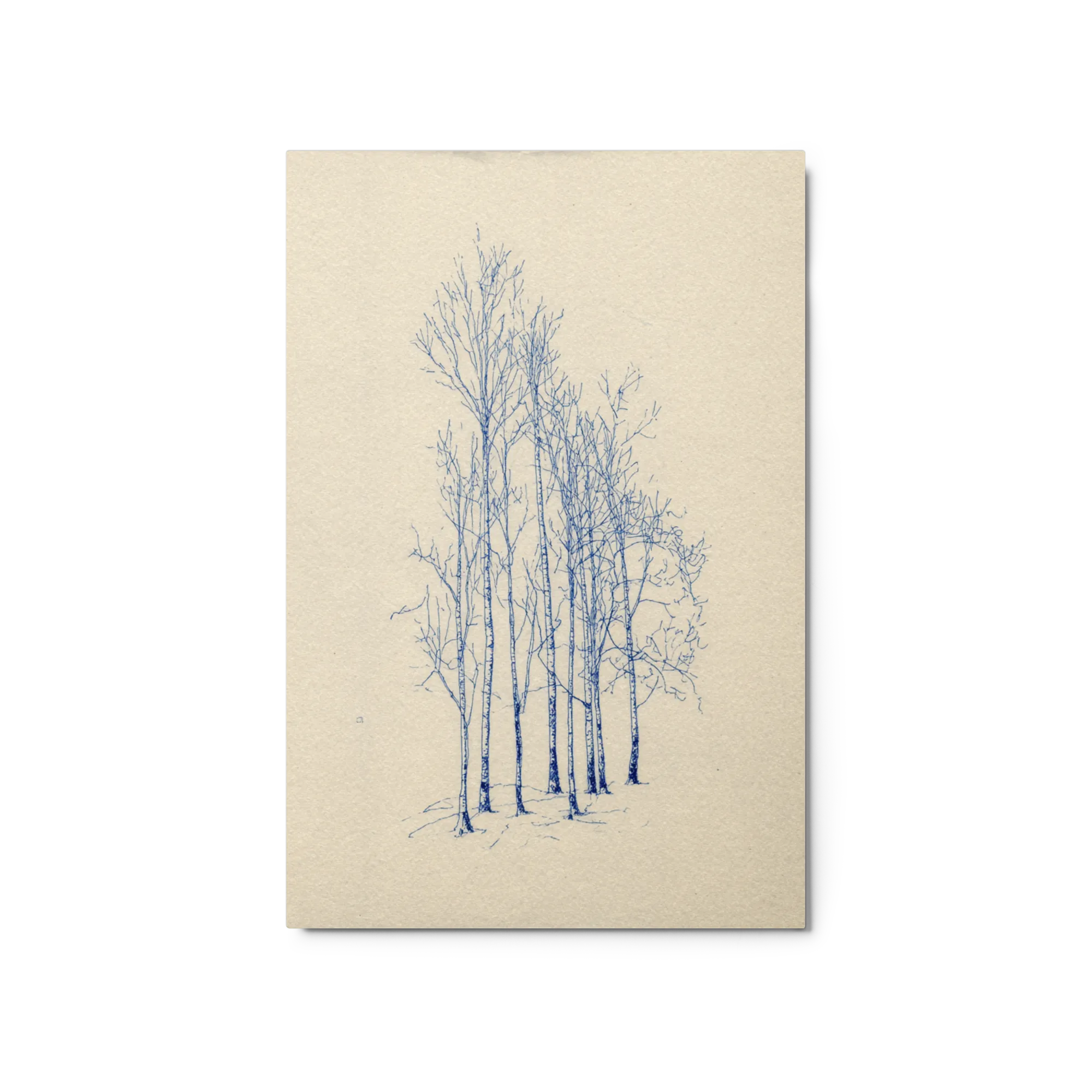 Slender Birches 
 Canvas with White Frame