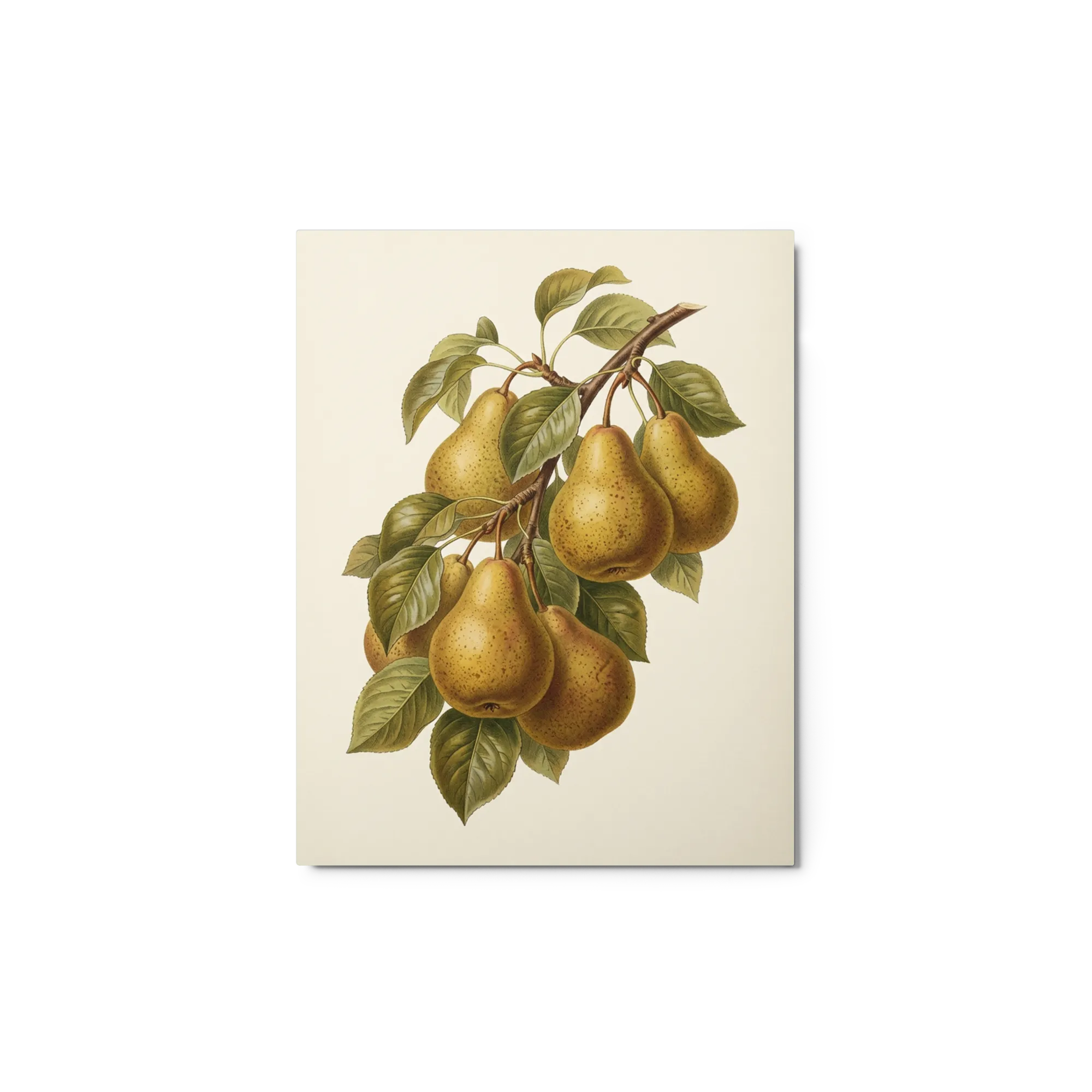 Vintage Pear Branch