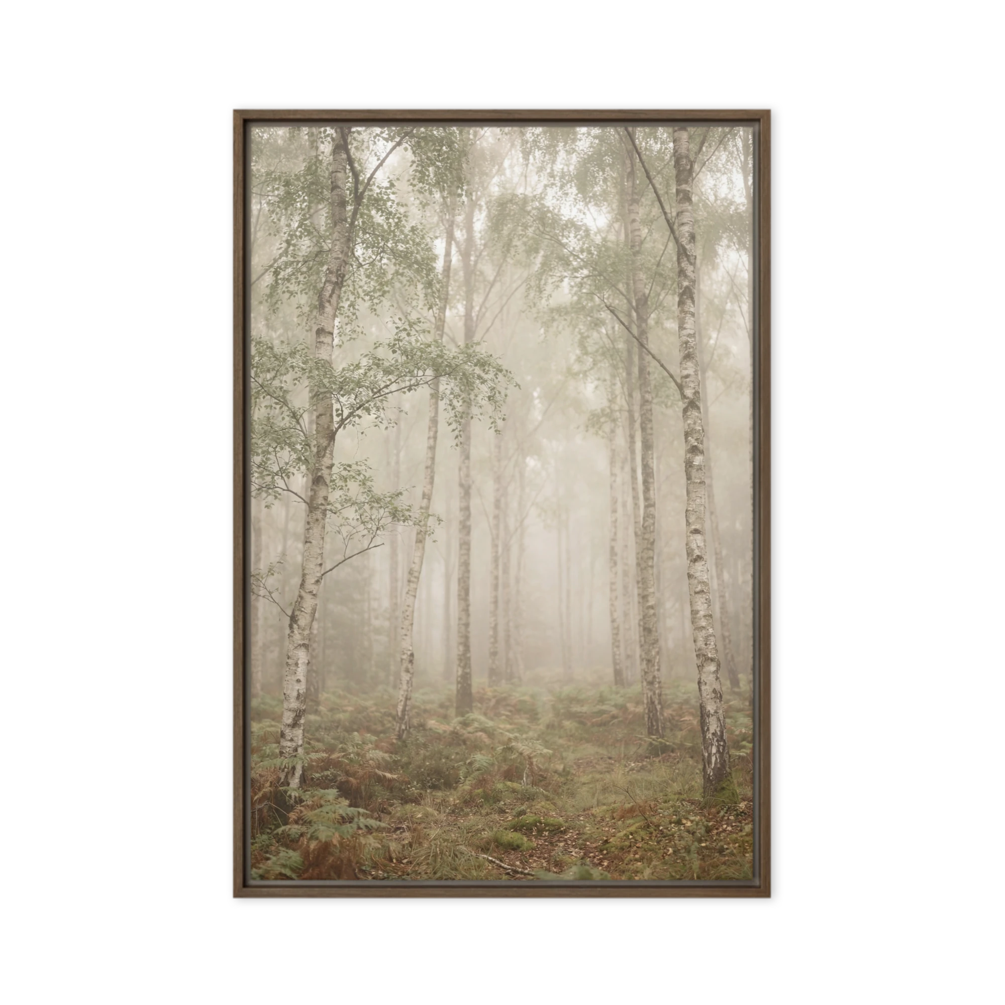Misty Birchwood Path