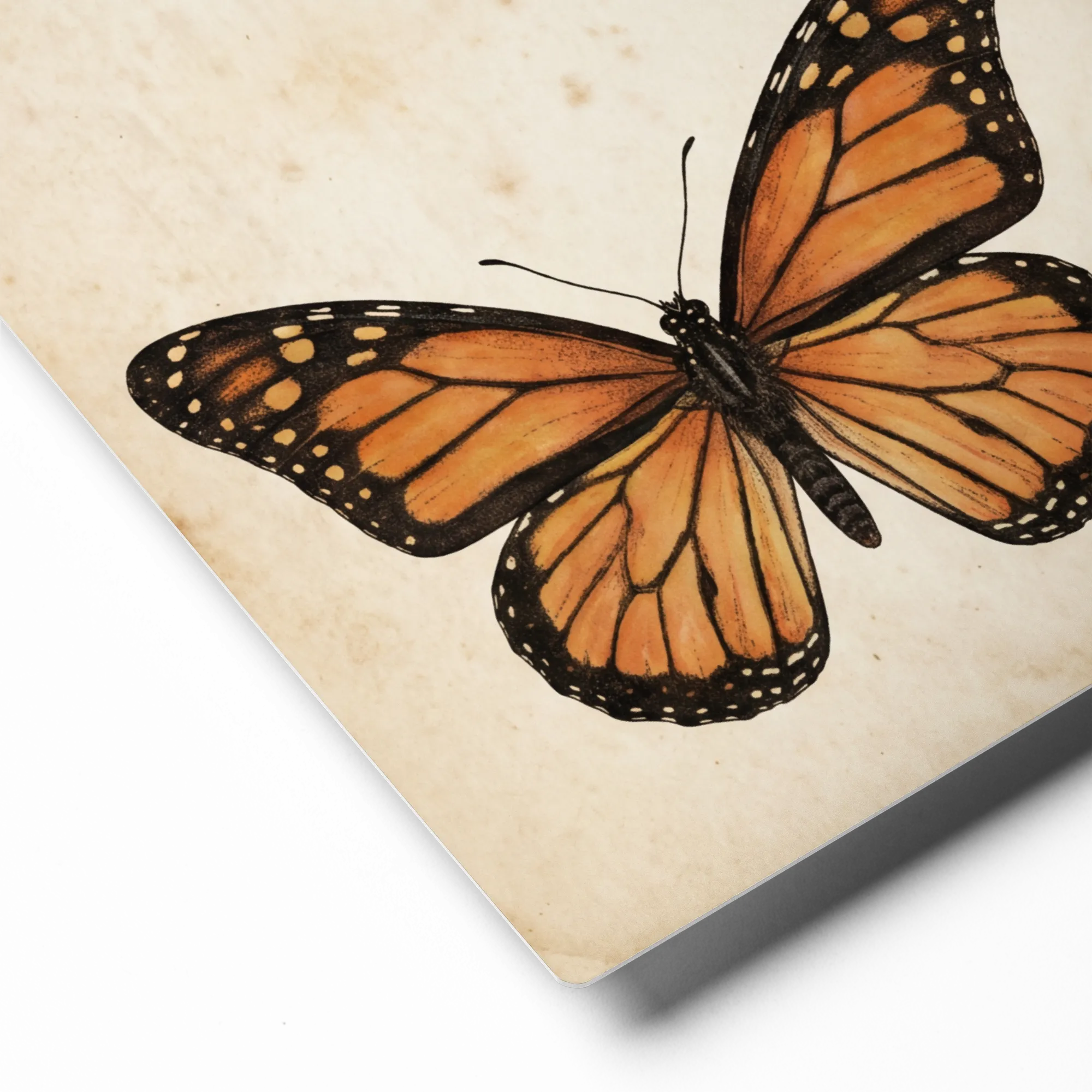 Vintage Butterfly and Moth Illustrations 
 Poster with Black Frame | 12″x 12″
