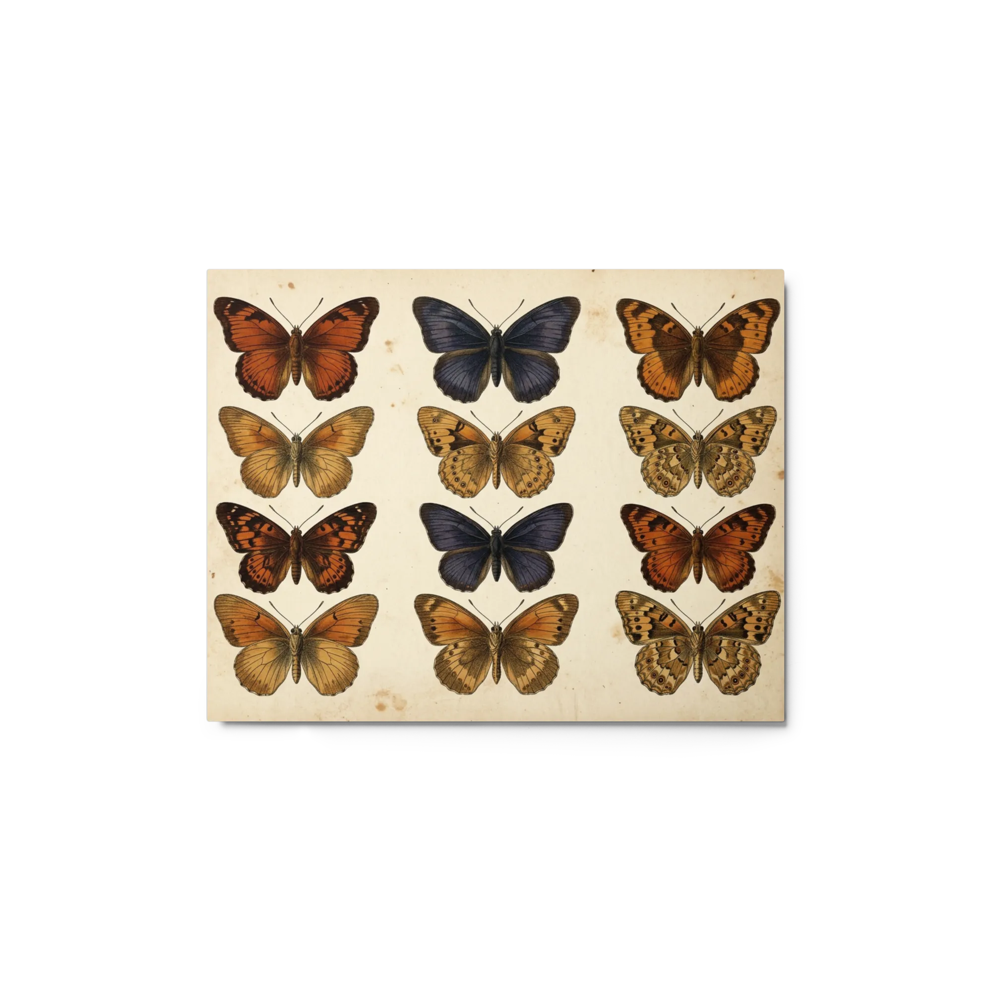 Estudio Entomológico Mariposas