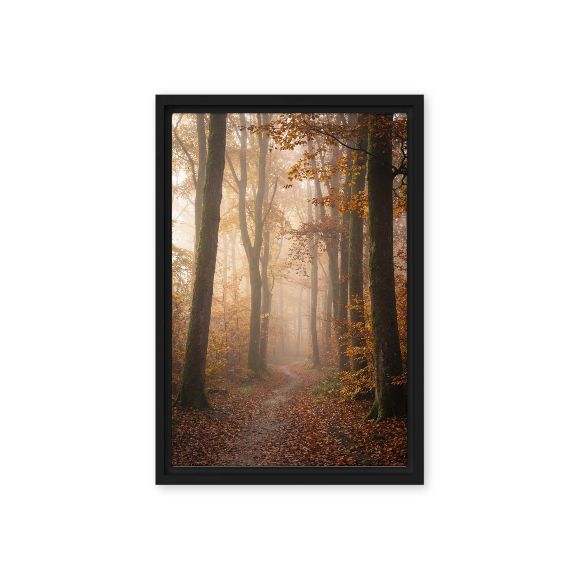 Enchanted Autumn Fog