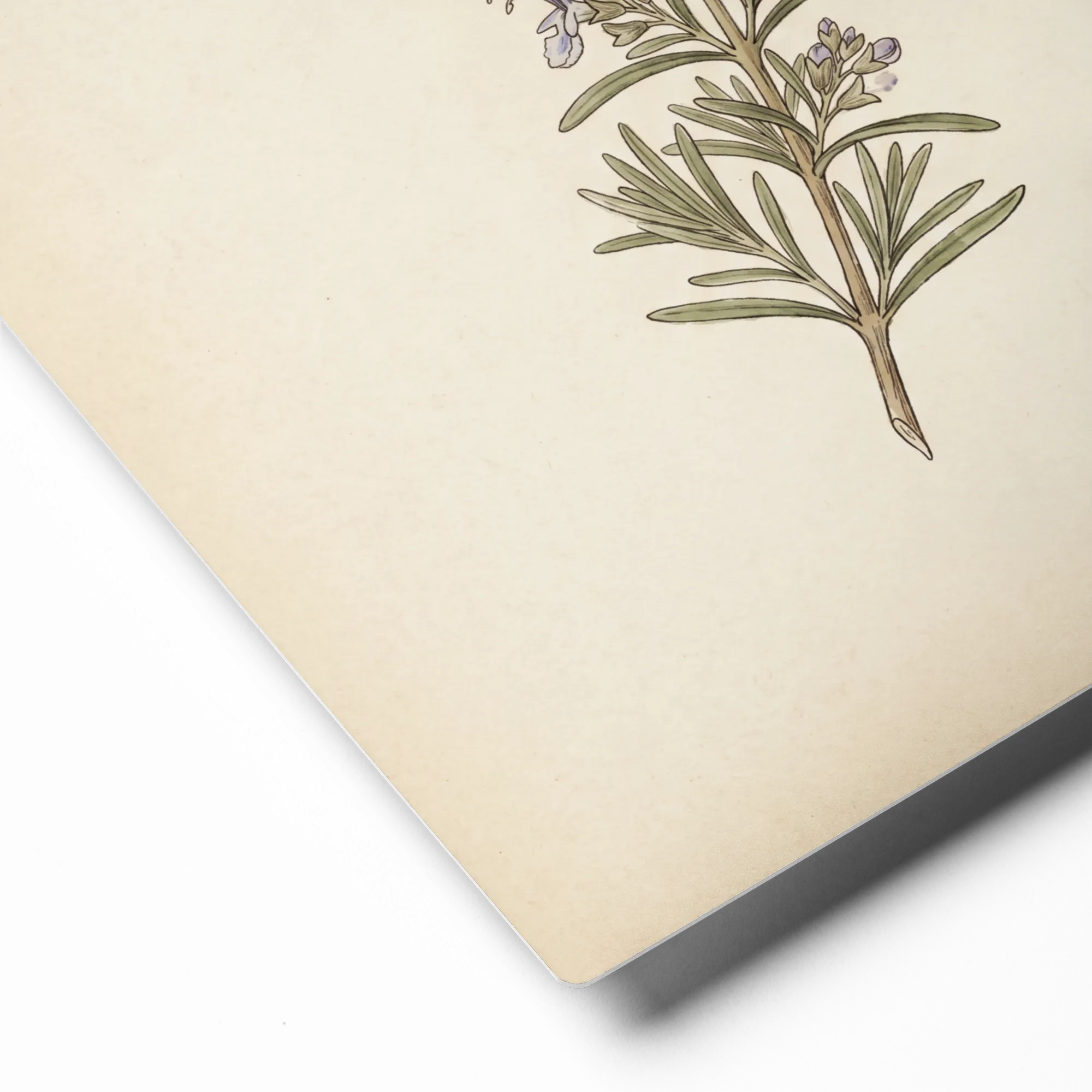 Rosemary Sprig | Art Print