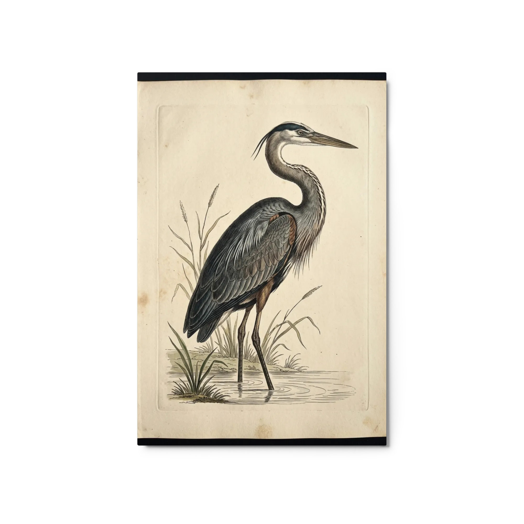Great Blue Heron in Marsh 
 Paper Print With White Frame & Mat | 12″x 16″