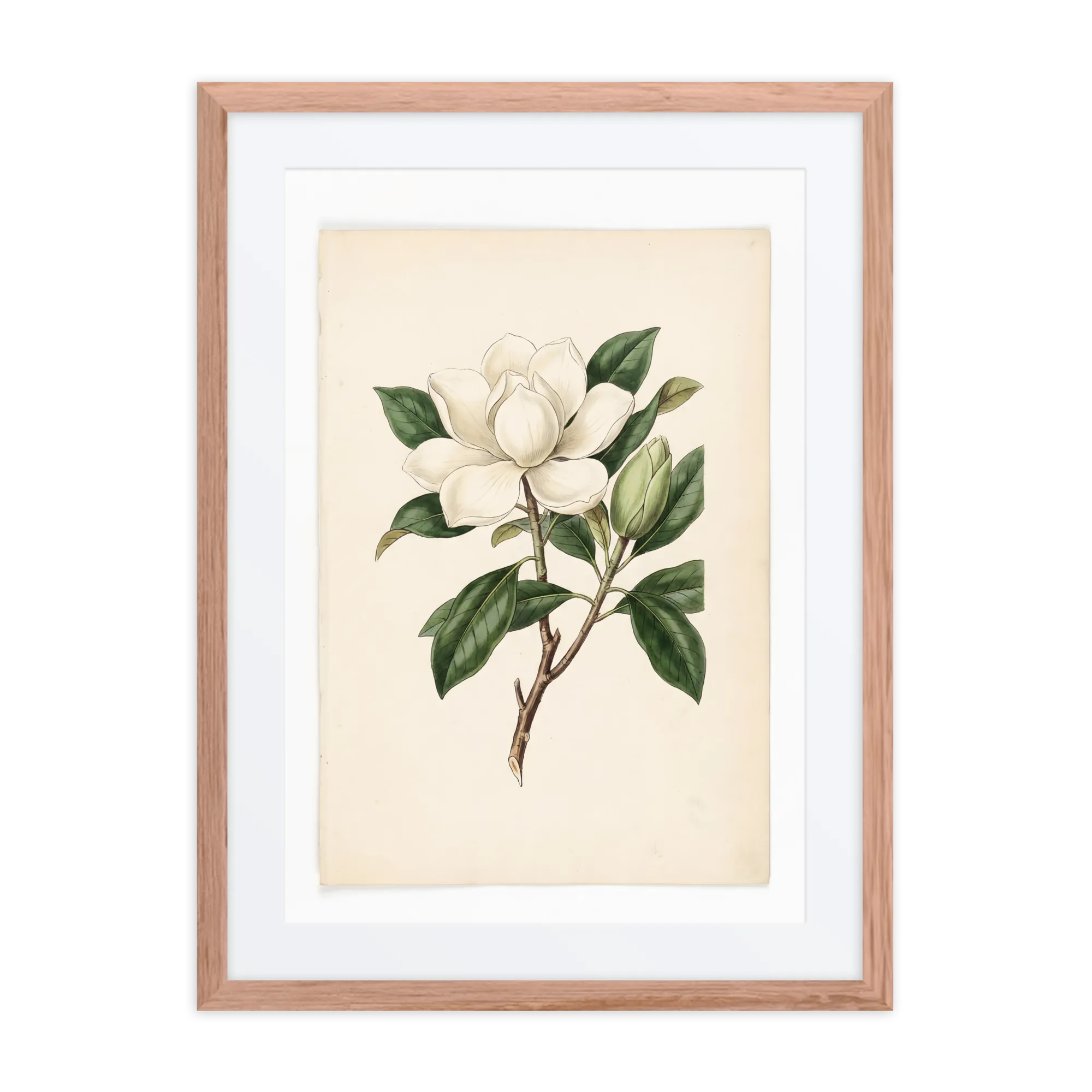 Fiore di Magnolia Botanica