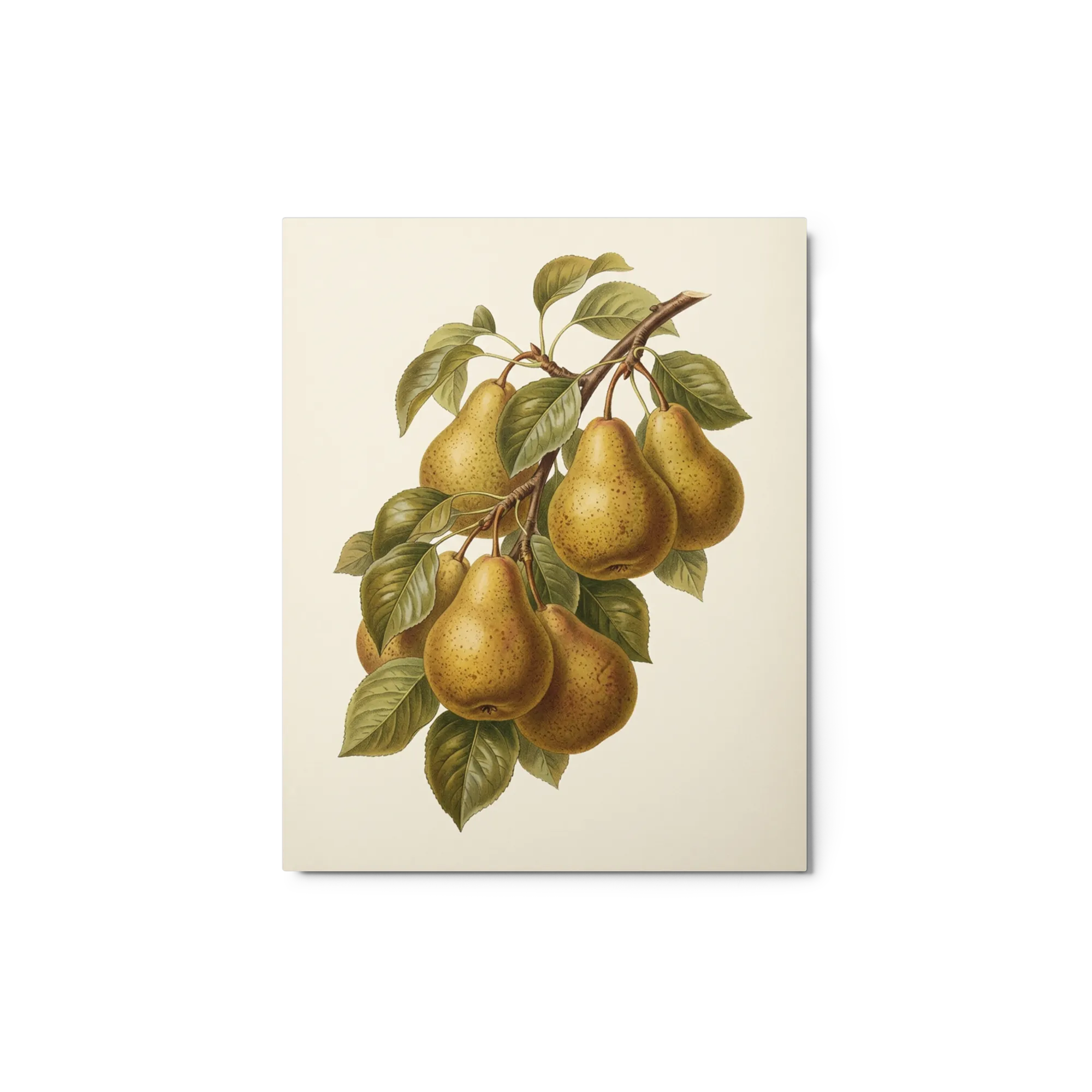 Vintage Pear Branch