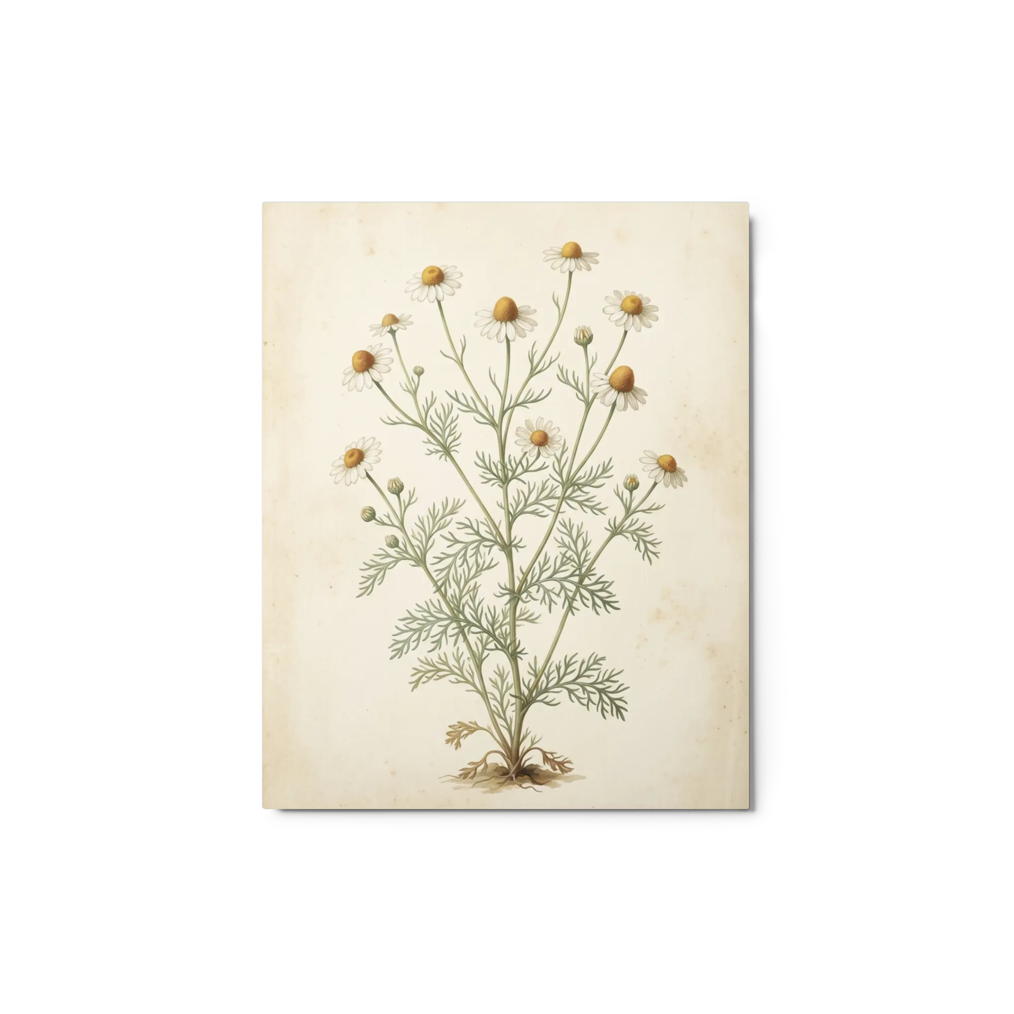Matricaria Chamomilla