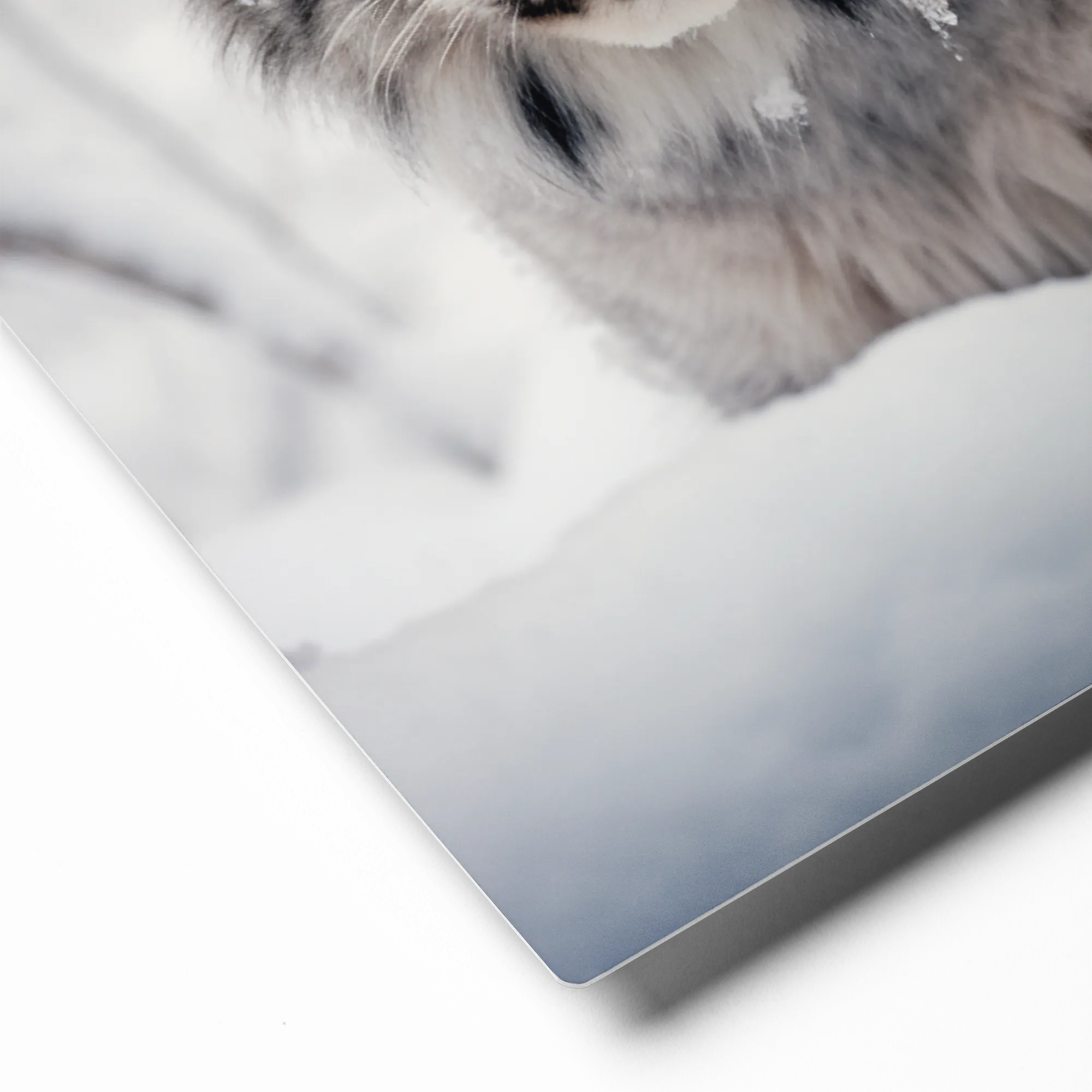 Gaze in the Snow 
 Canvas | 12″x 16″
