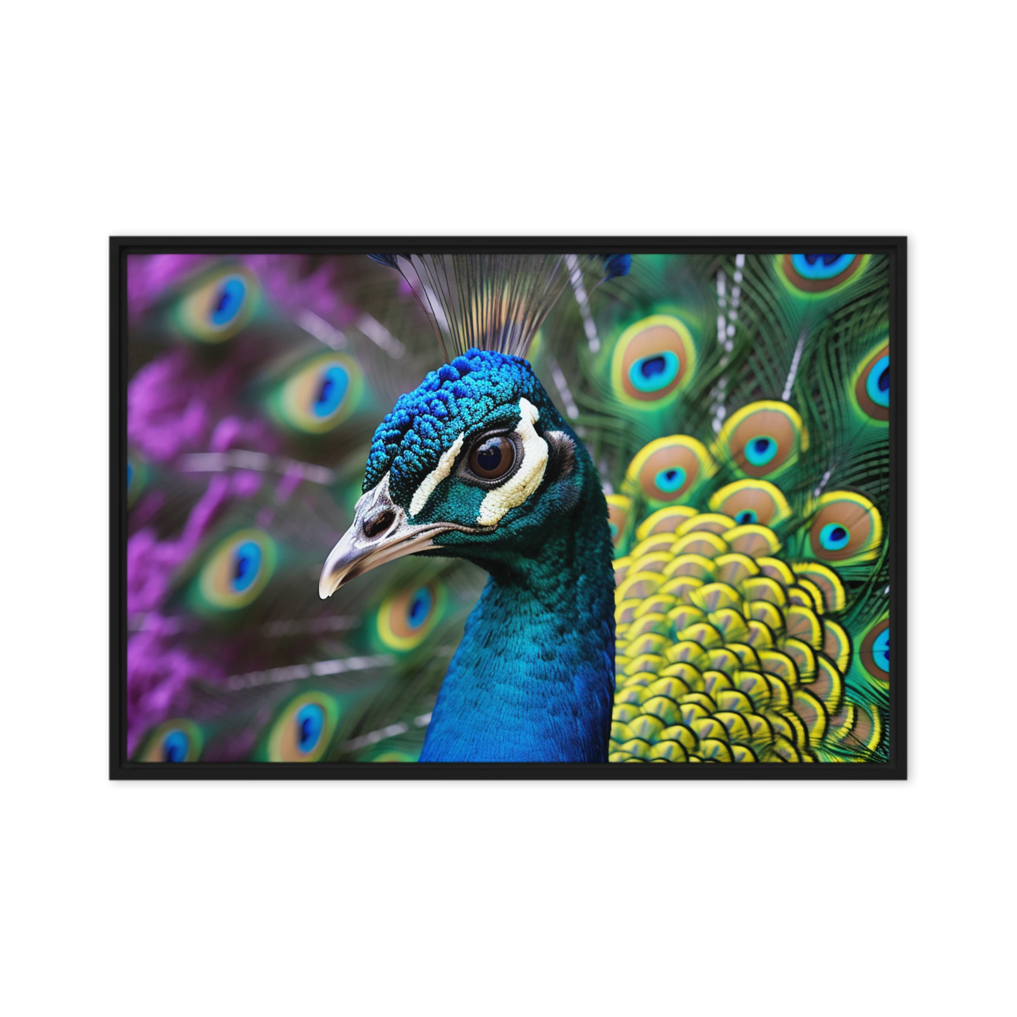 Vibrant Peacock Photography