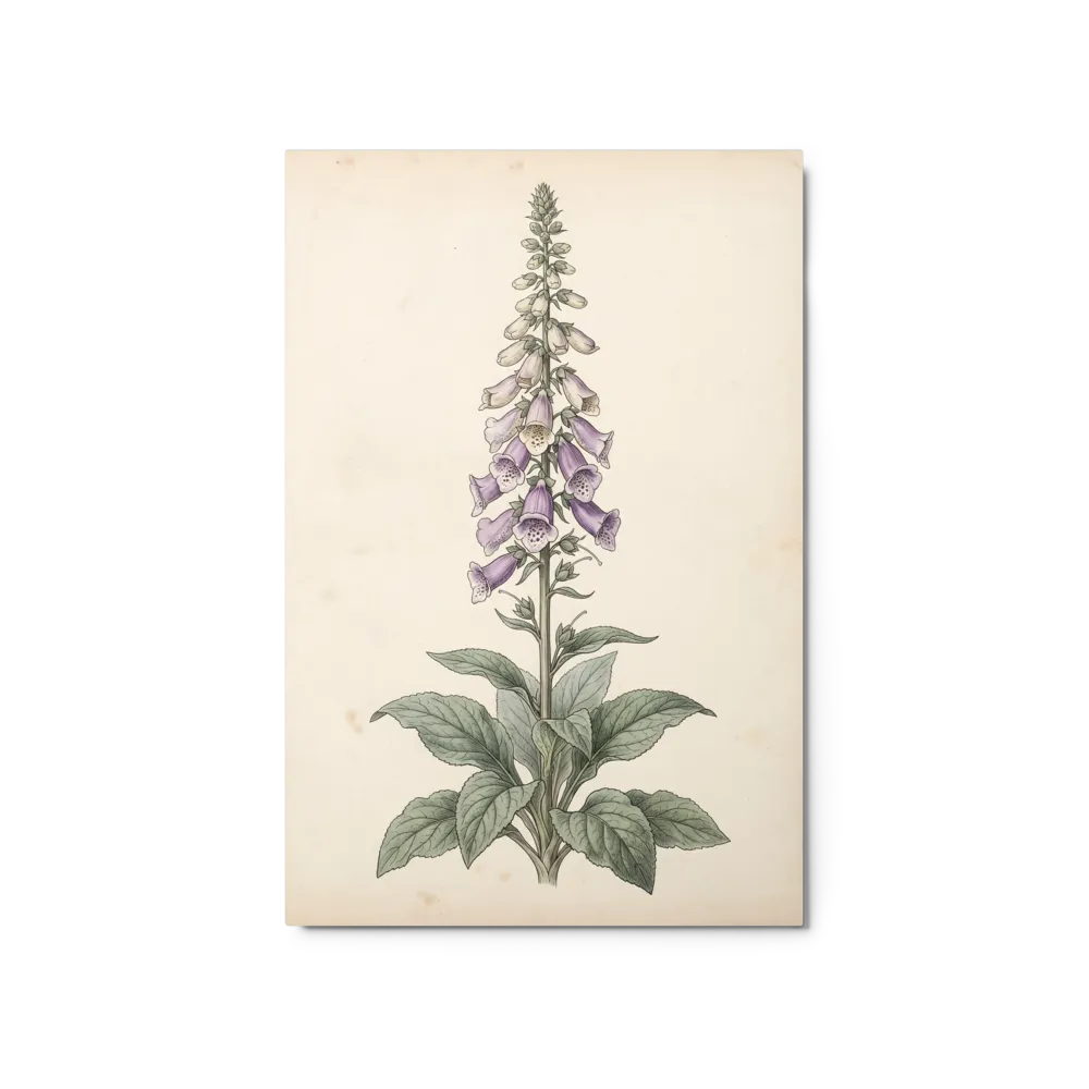 Digitalis Purpurea Botanical Study
