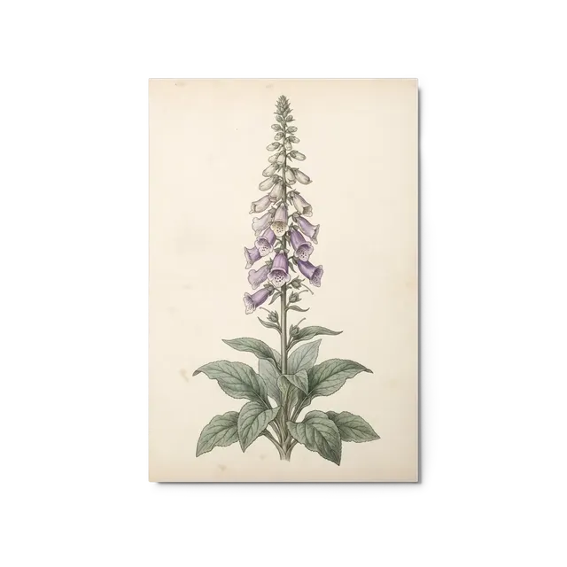 Digitalis Purpurea Botanical Study | Art Print