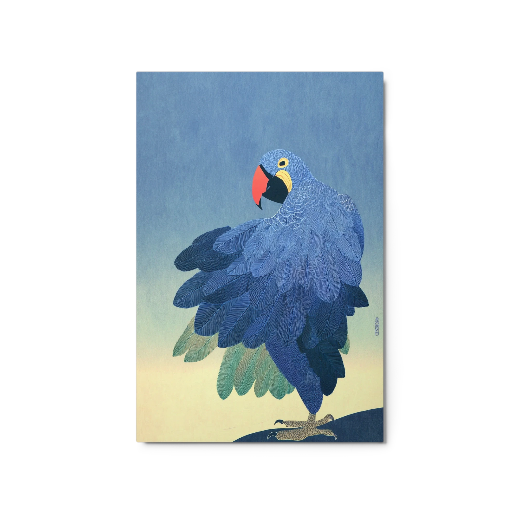 Hyacinth Macaw