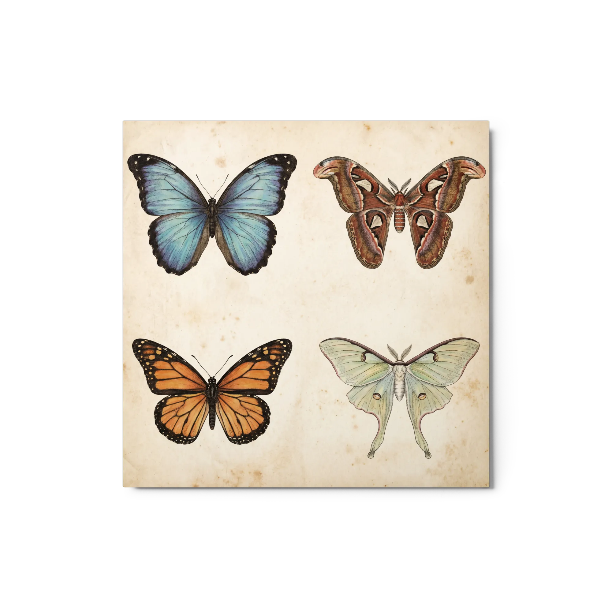 Ilustraciones Vintage de Mariposas y Polillas