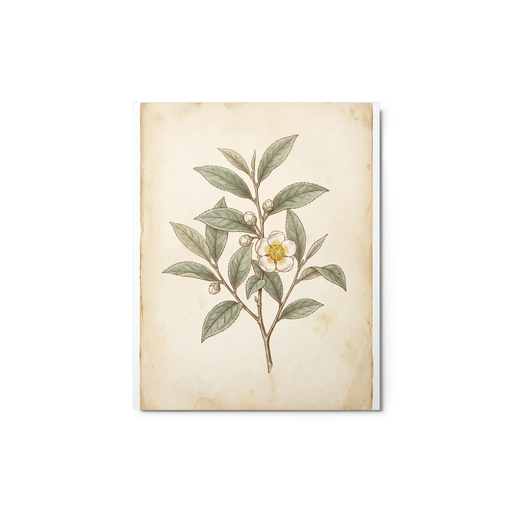 Camellia Sinensis Botanical