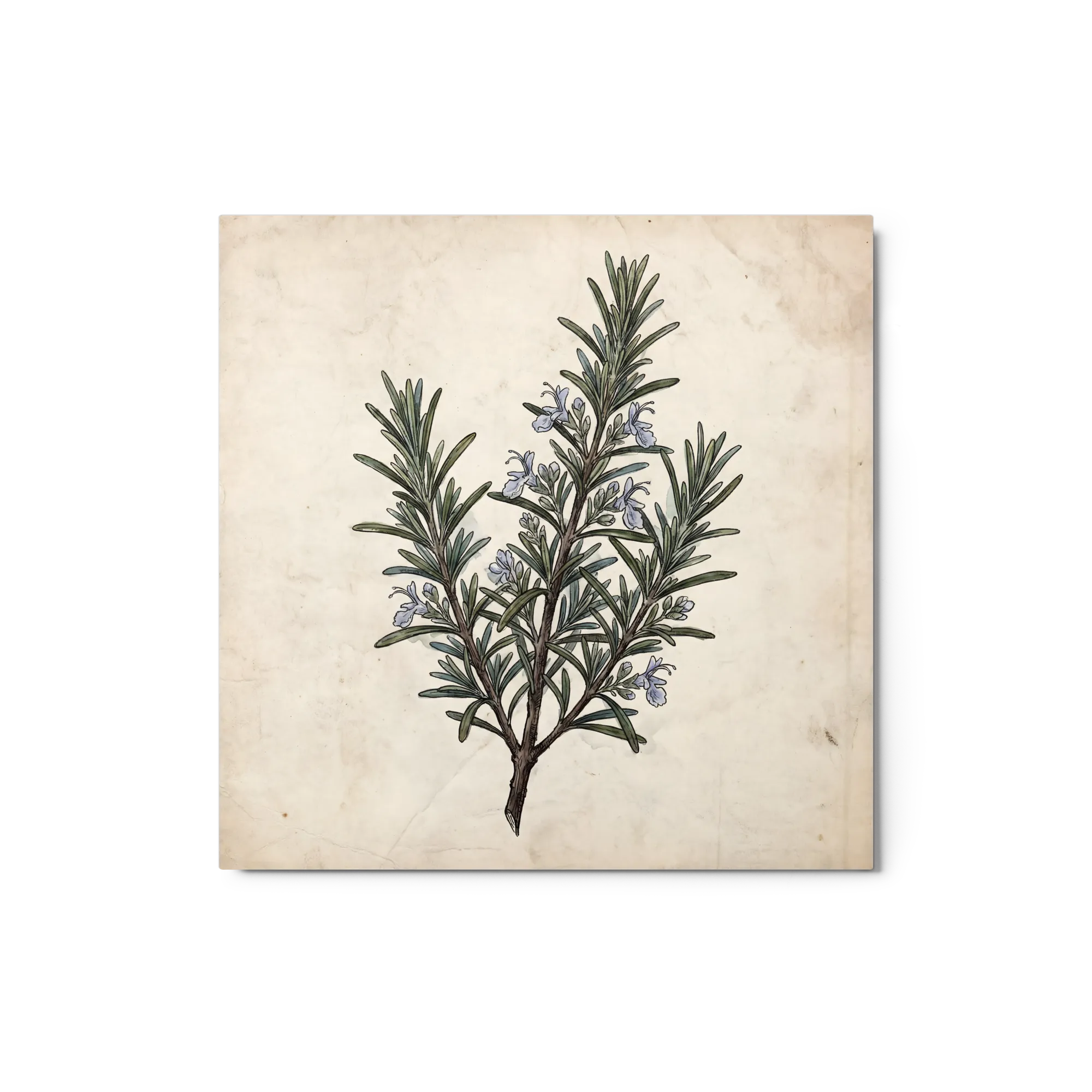Vintage Rosemary Illustration