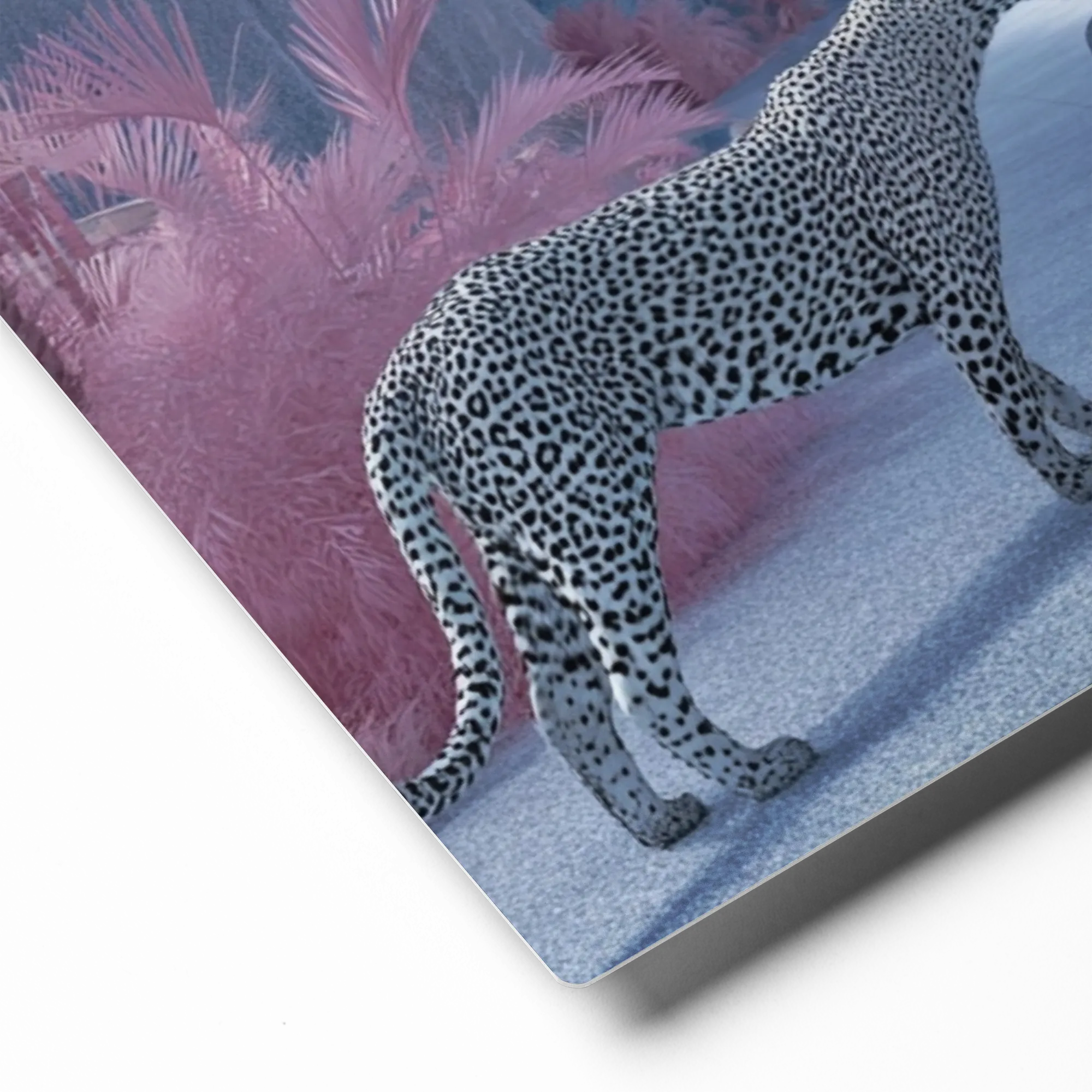 Pink Sanctuary Leopard | Art Print