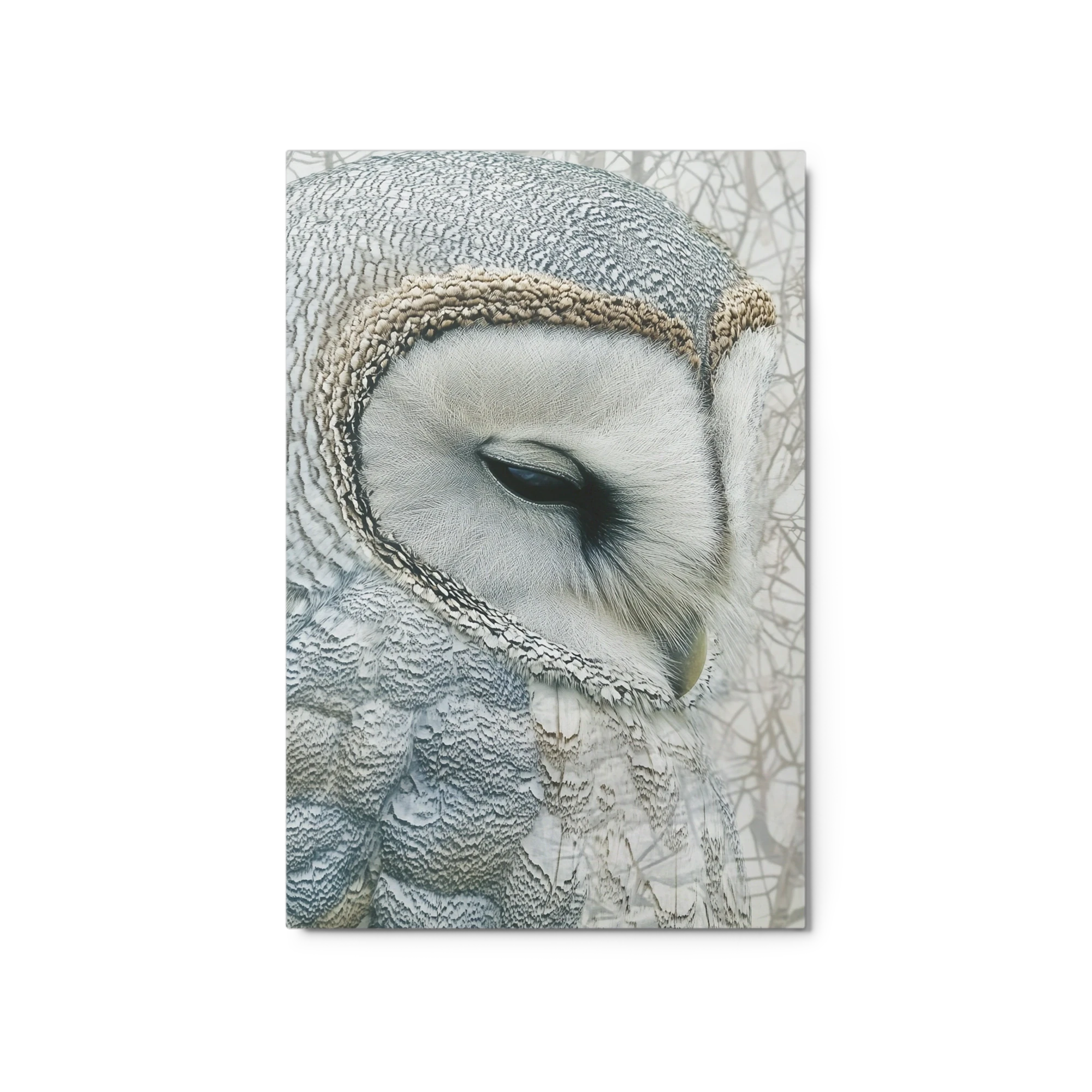 Close-up Owl Photography