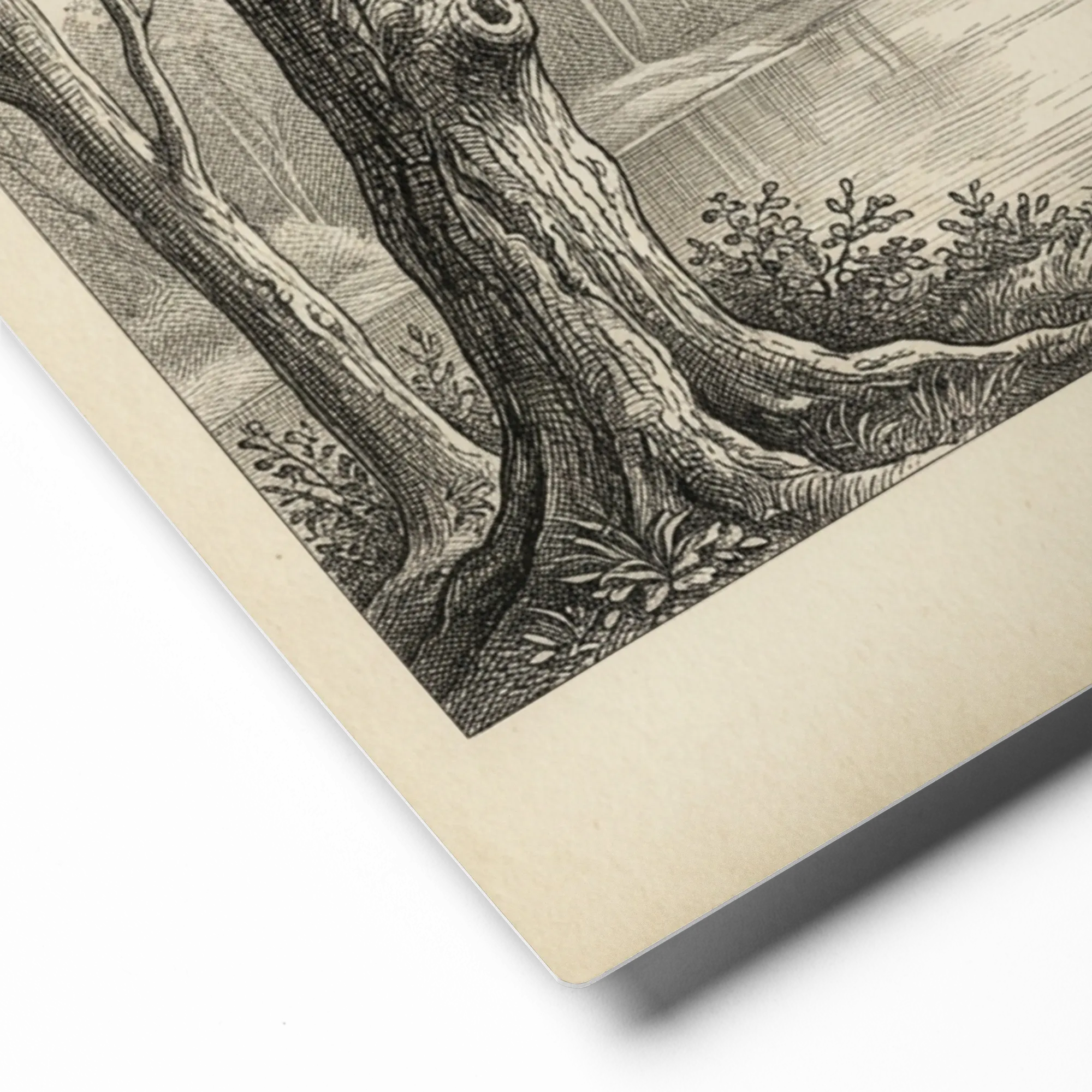 The Lakeside Forest | Art Print