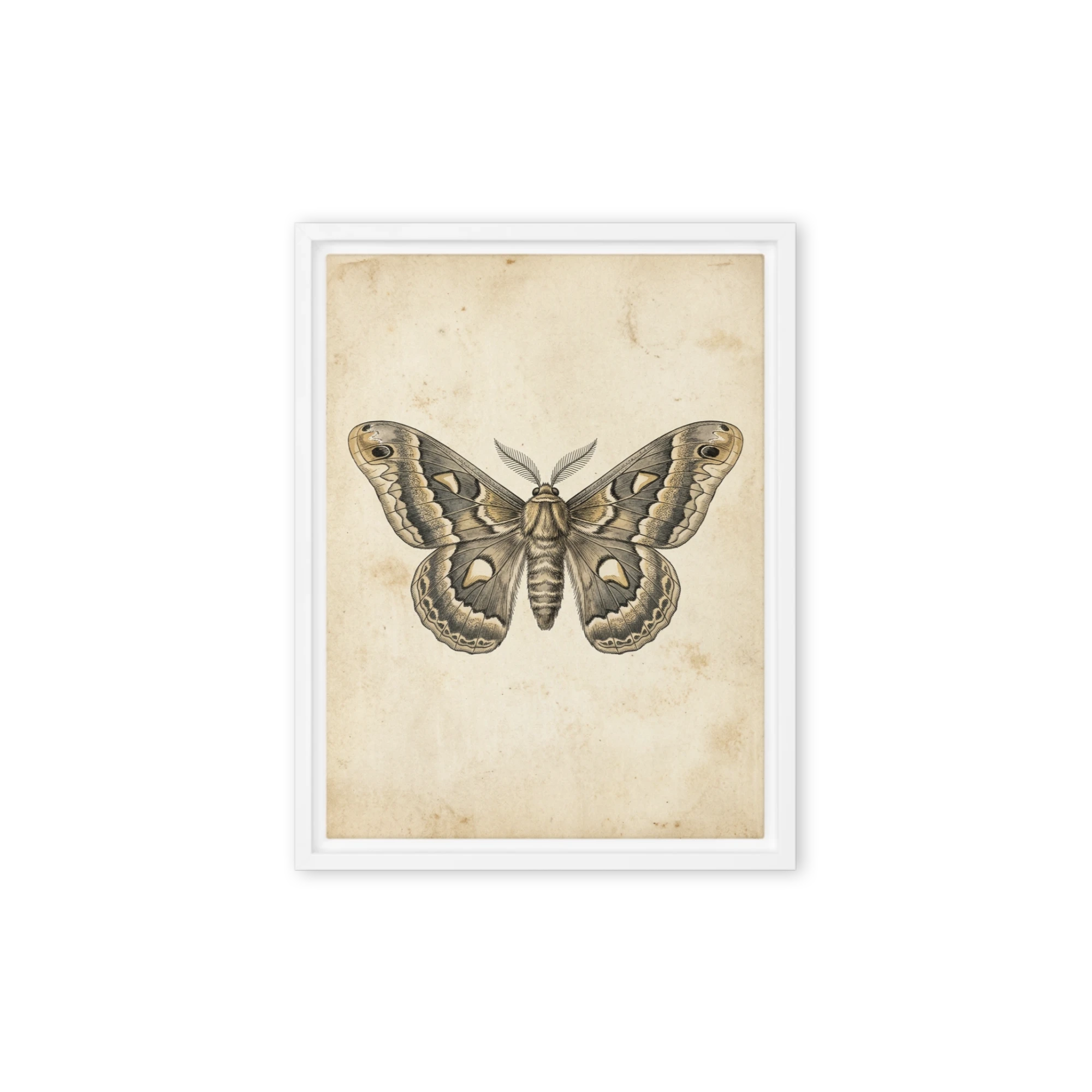 The Saturniidae Study