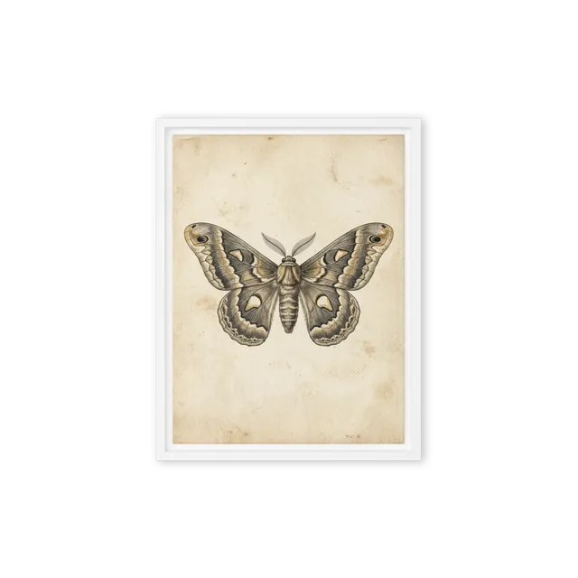 The Saturniidae Study | Art Print