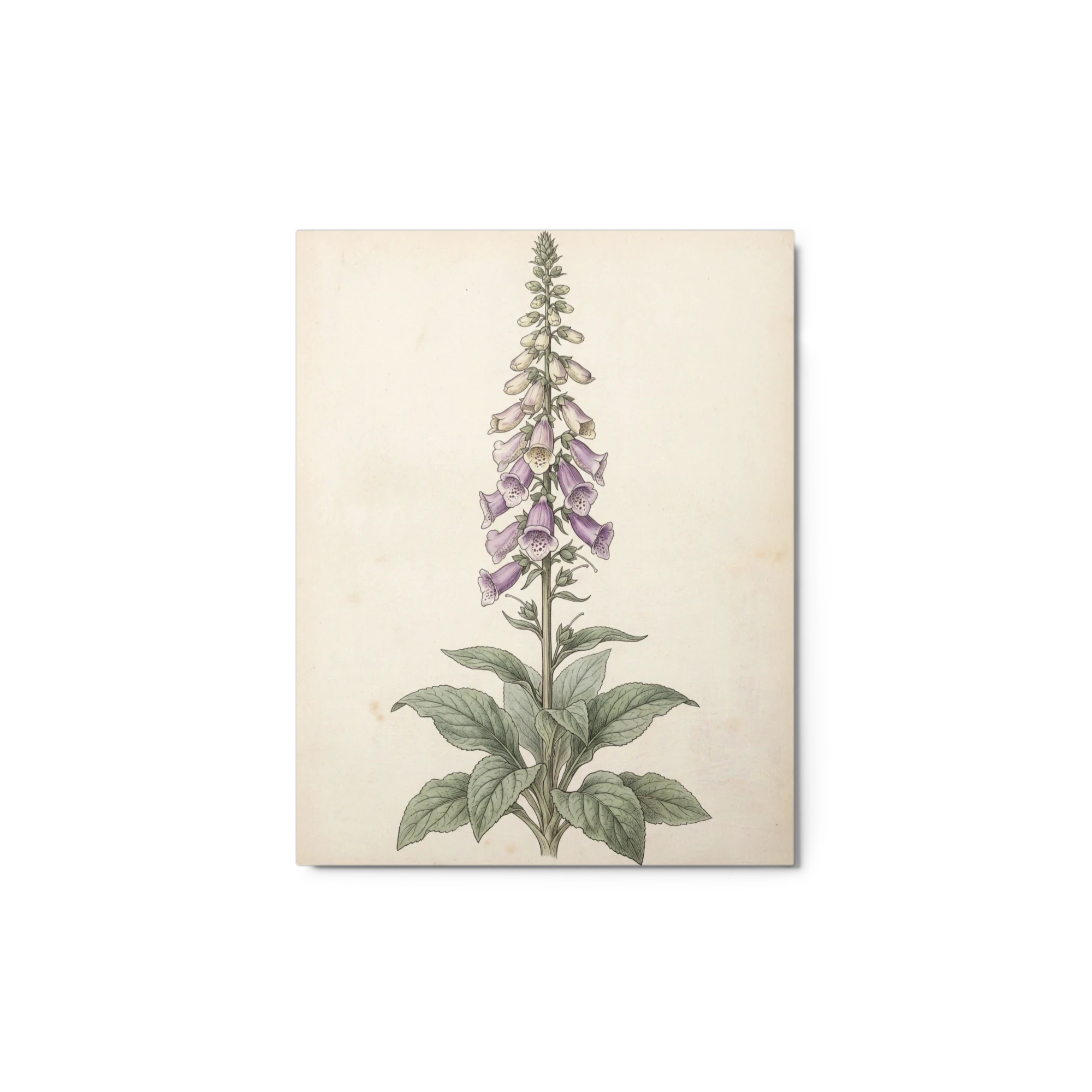Digitalis Purpurea Botanical Study