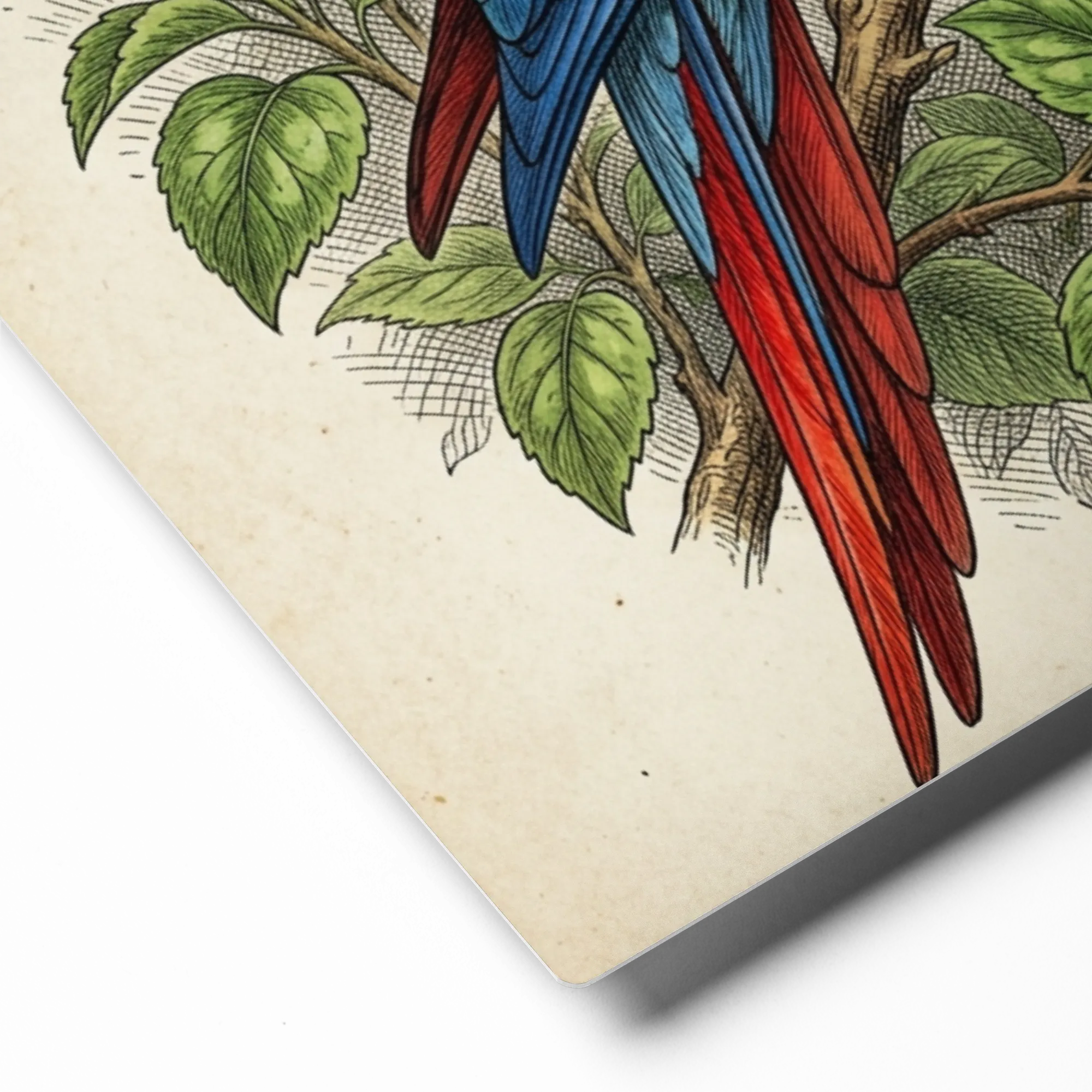 Pappagallo Tropicale Ibisco