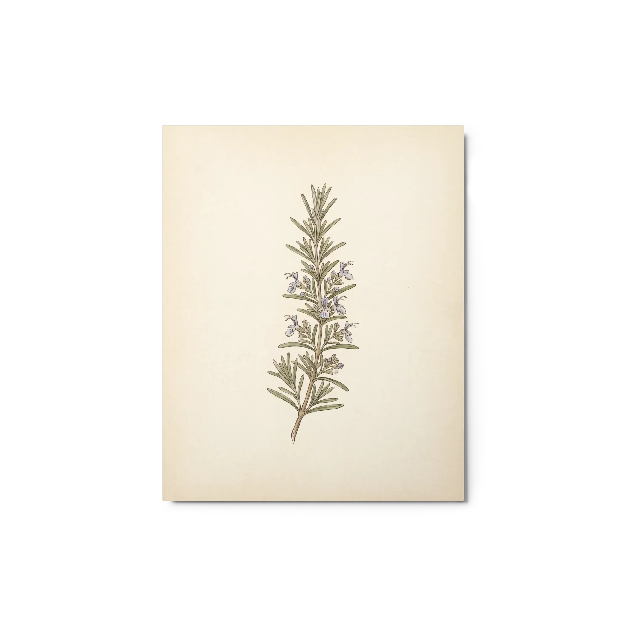 Rosemary Sprig
