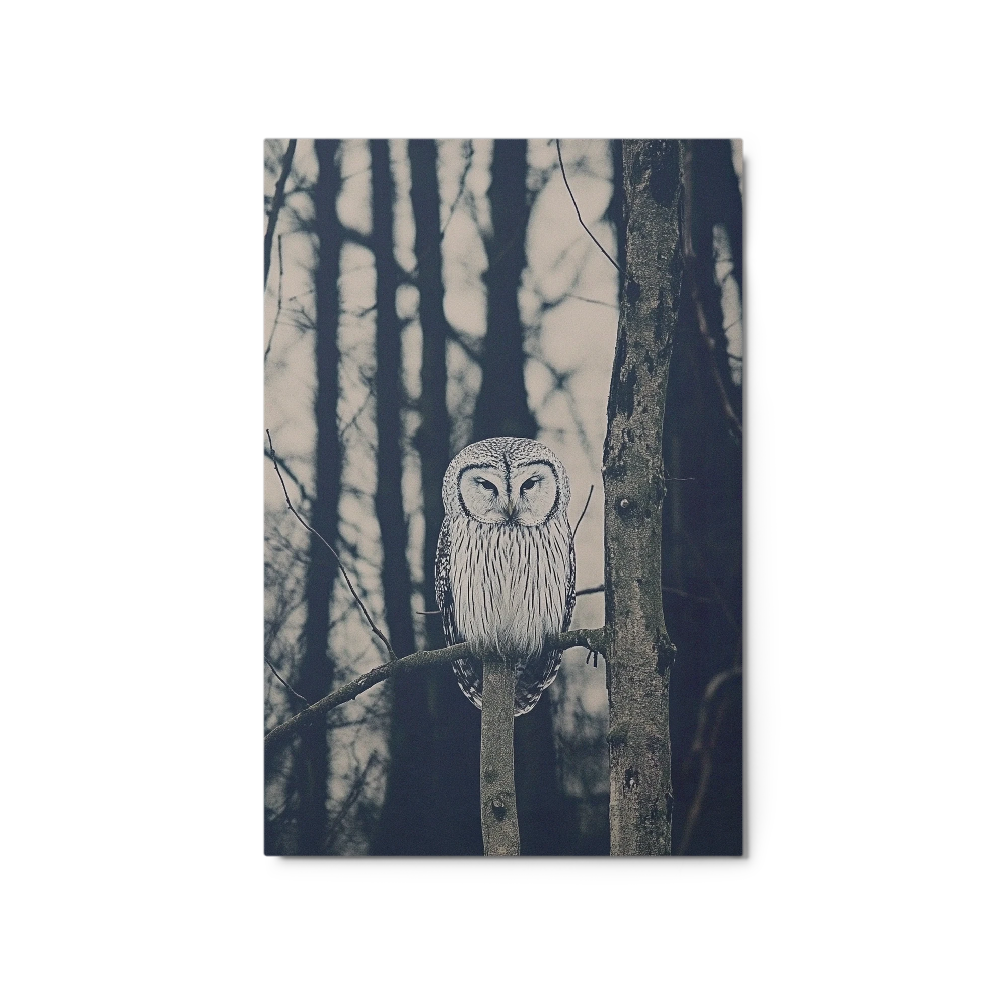 Owl on a Tree Branch