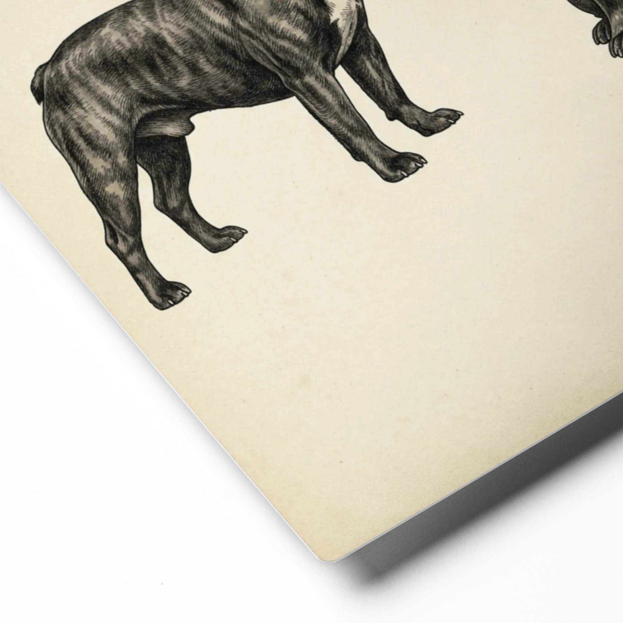 French Bulldog Portraits | Art Print