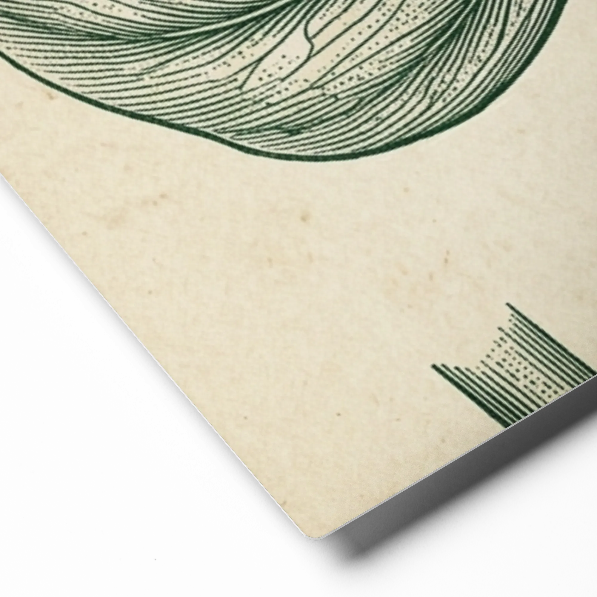 Vintage Monstera Leaf Engraving 
 Paper Print With Black Frame & Mat | 16″x 20″