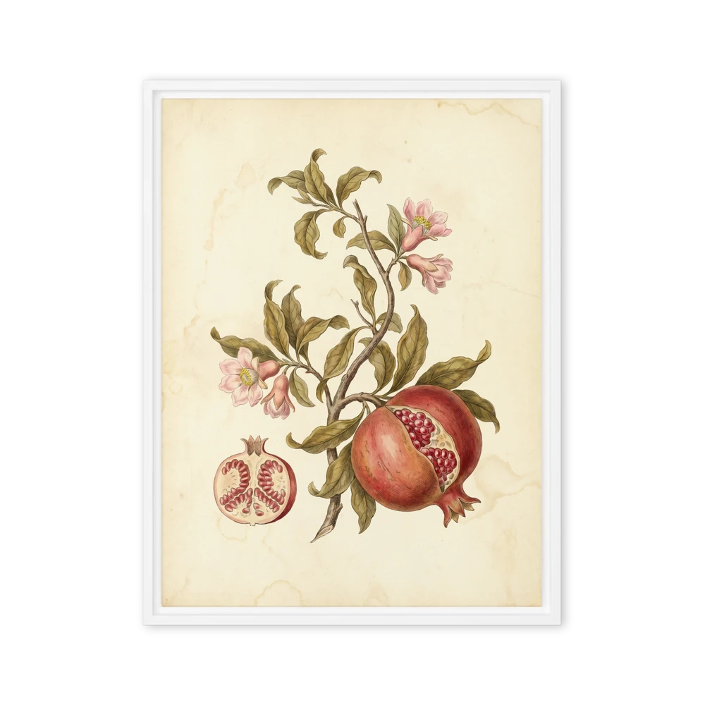 Pomegranate Botanical Study | Art Print