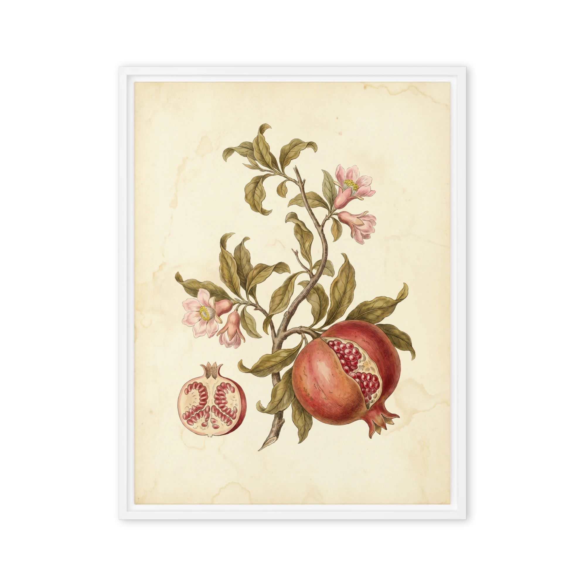 Pomegranate Botanical Study