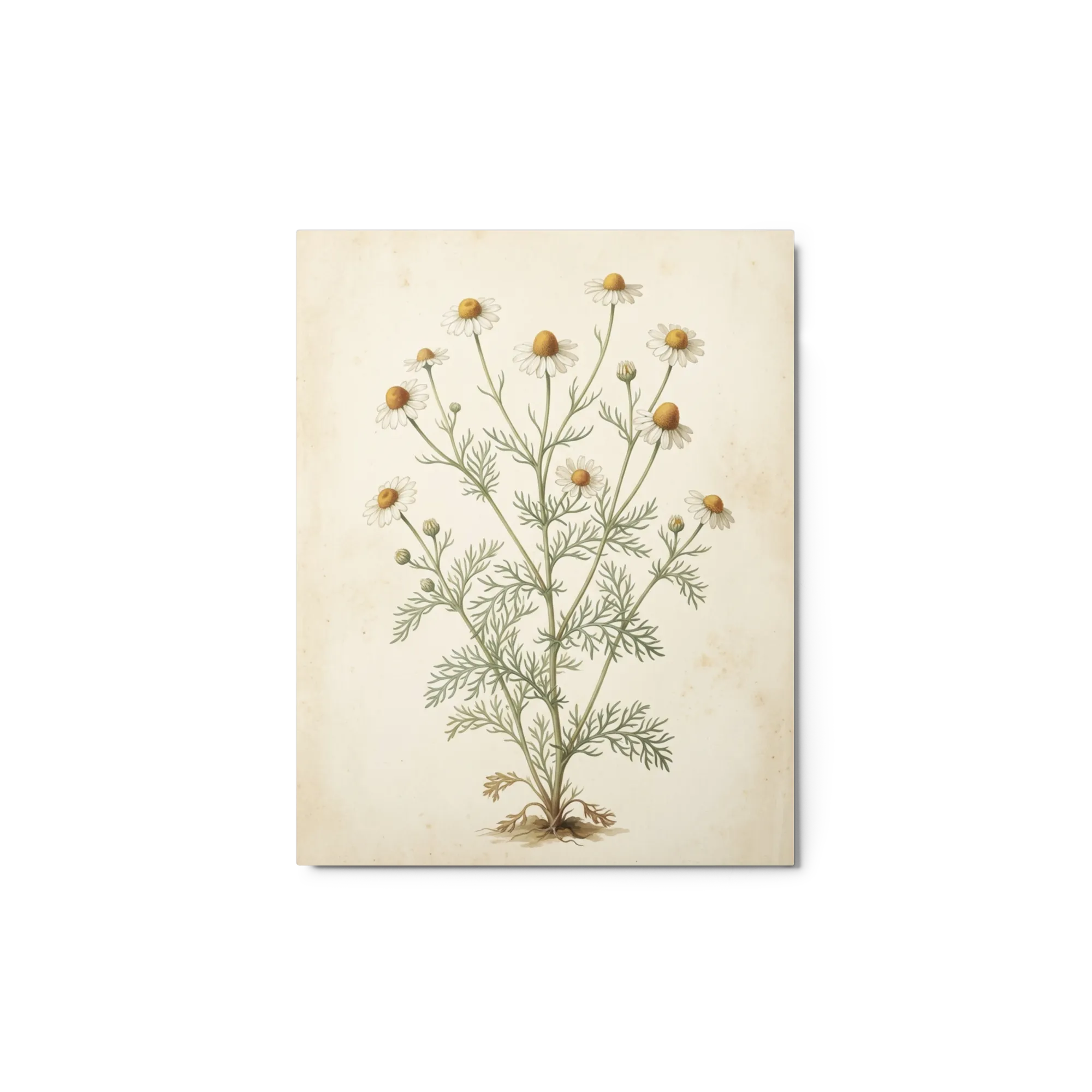 Matricaria Chamomilla