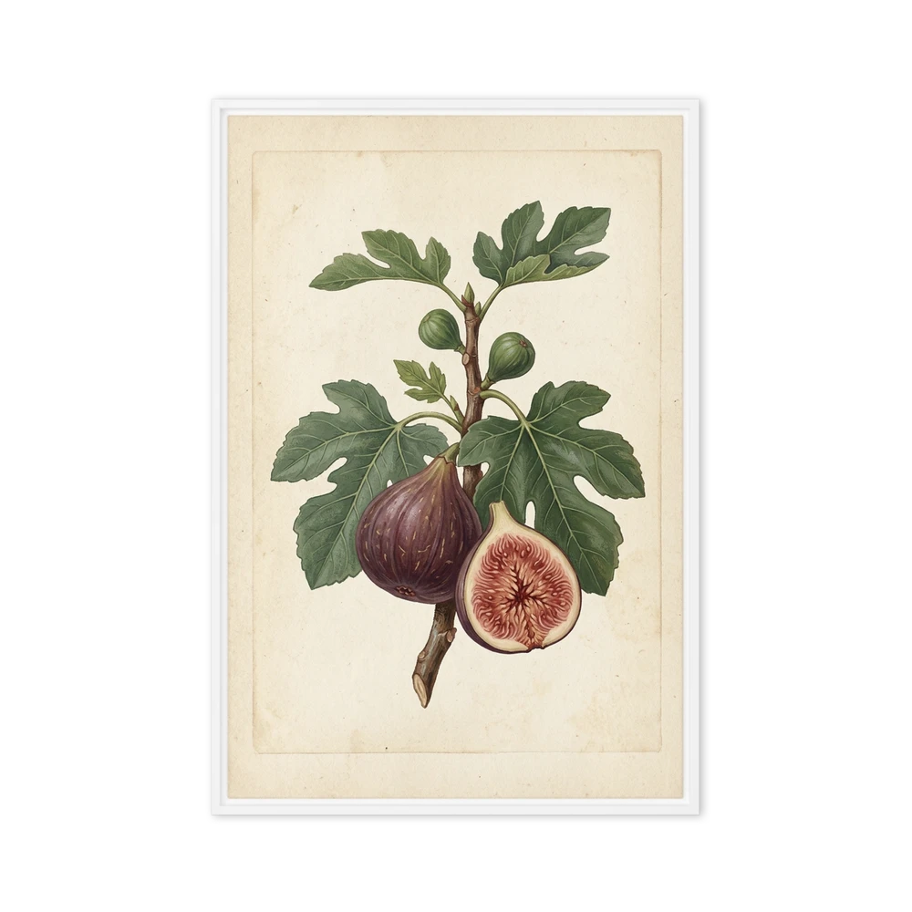Antique Fig Study | Art Print