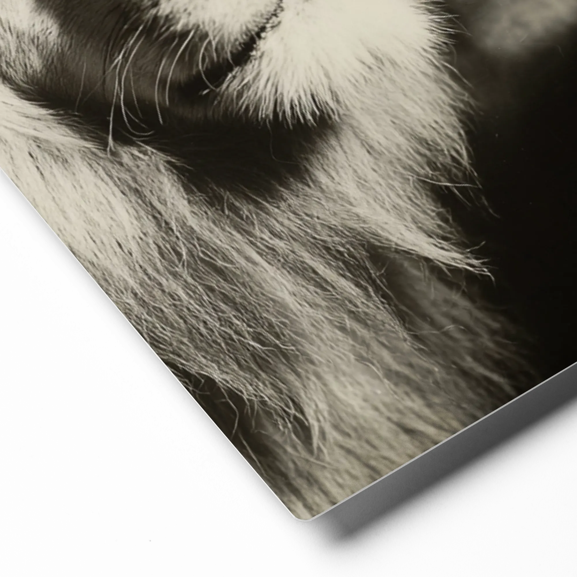 Savanna Assembly 
 Metal Print | 12″x 12″
