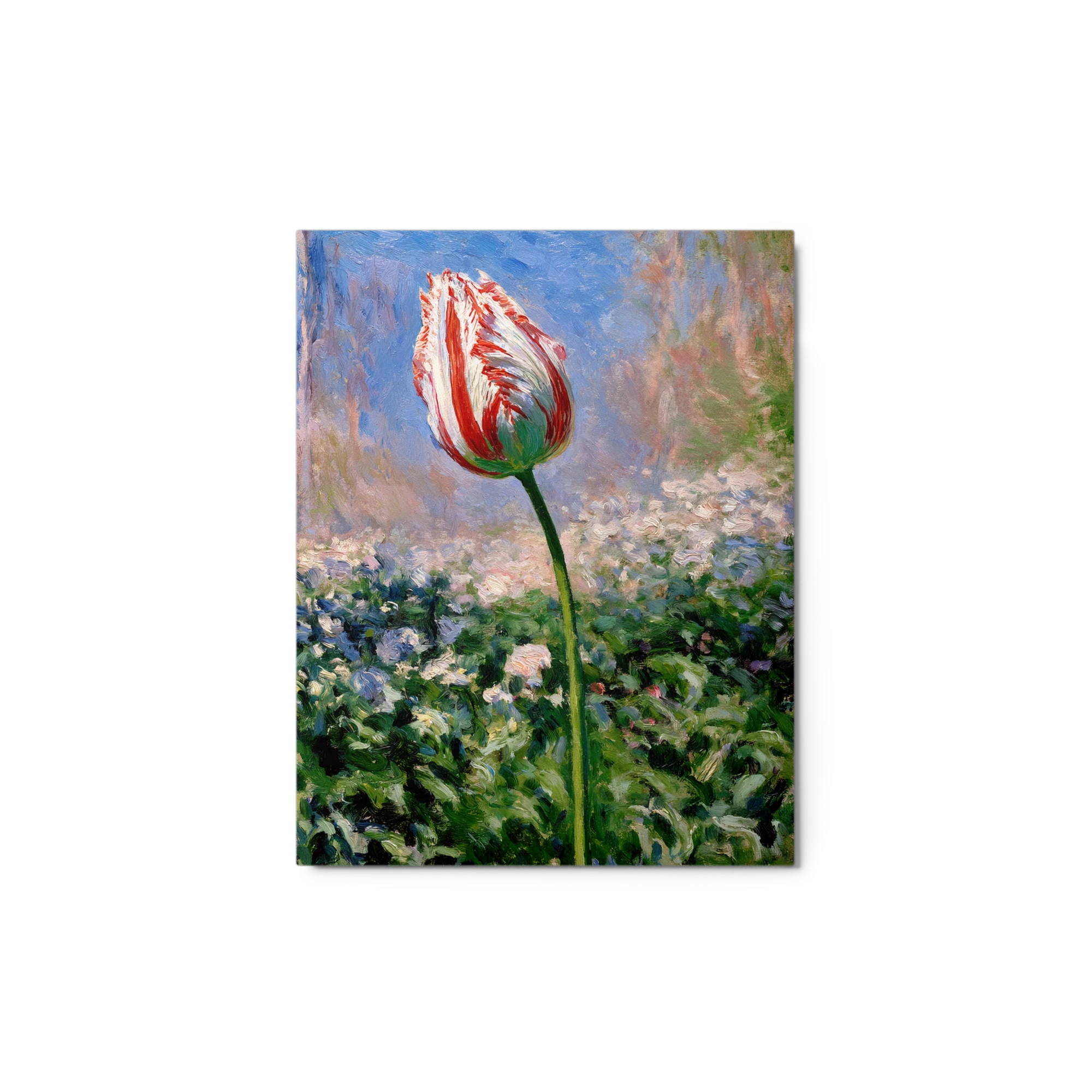 The Red Tulip