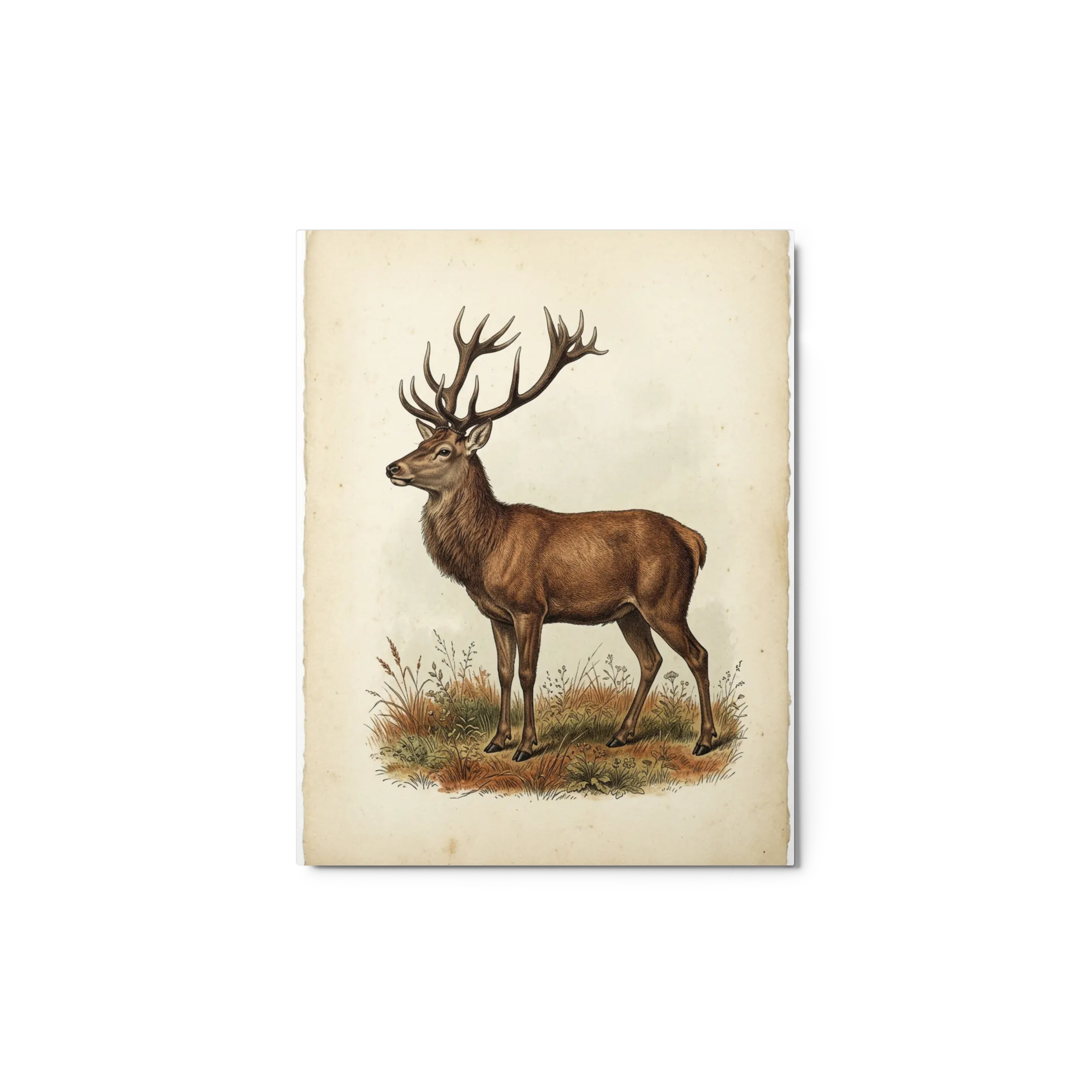 Der edle Hirsch