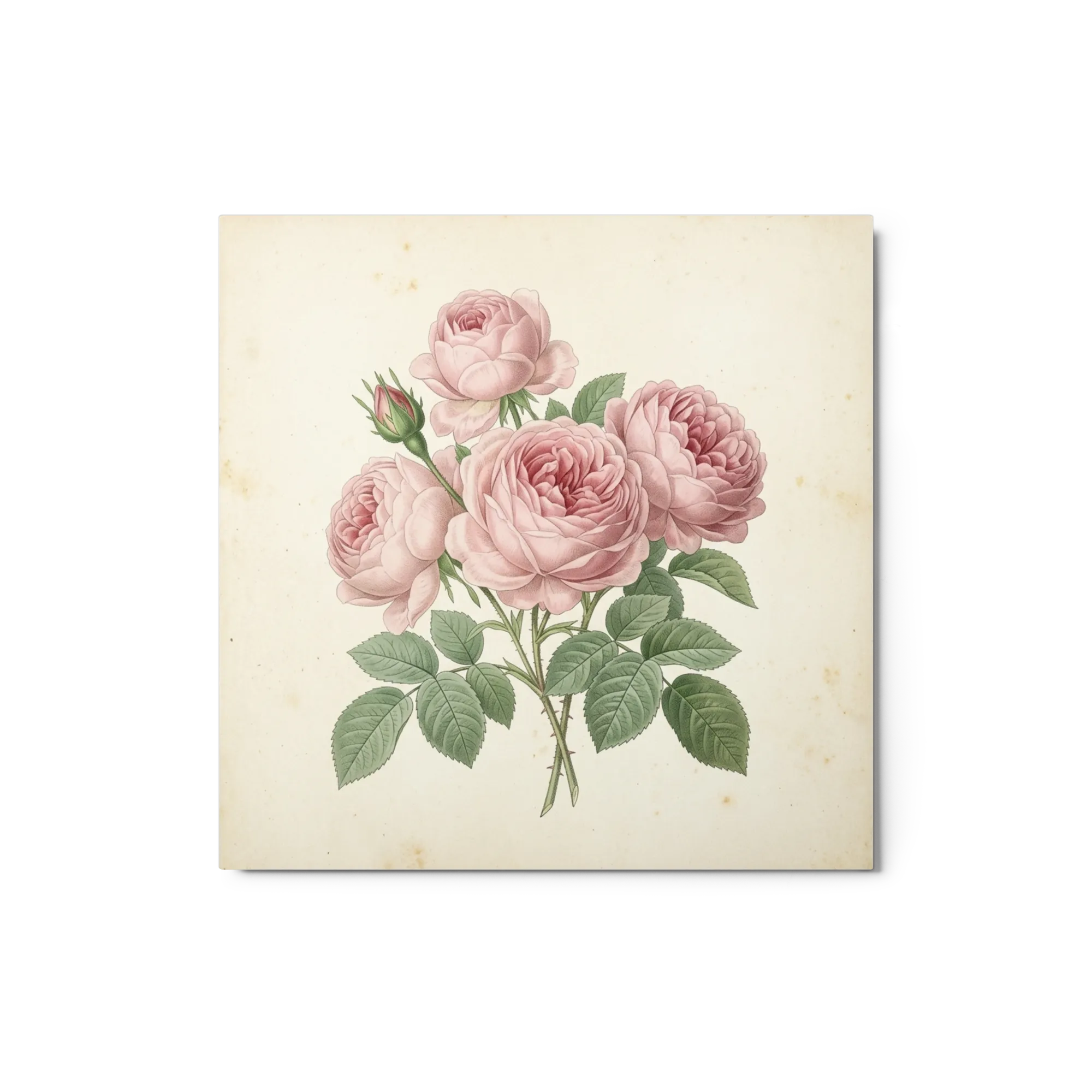 Vintage Botanical Roses 
 Metal Print | 12″x 12″