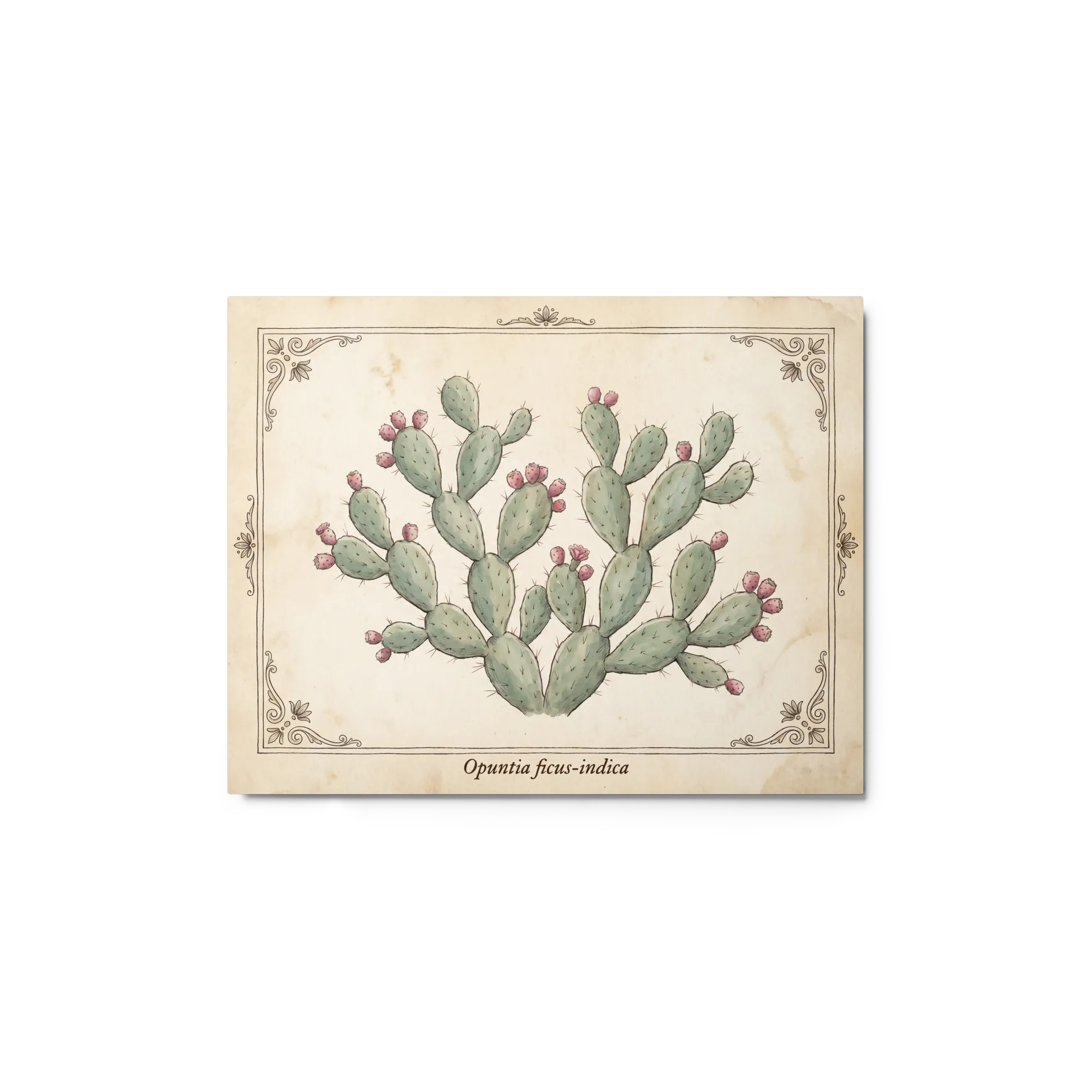 Opuntia Ficus-Indica Botanical Print