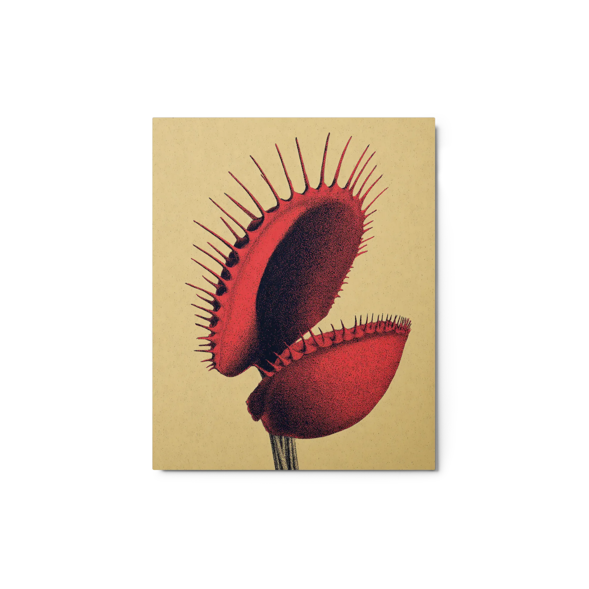 The Venus Flytrap