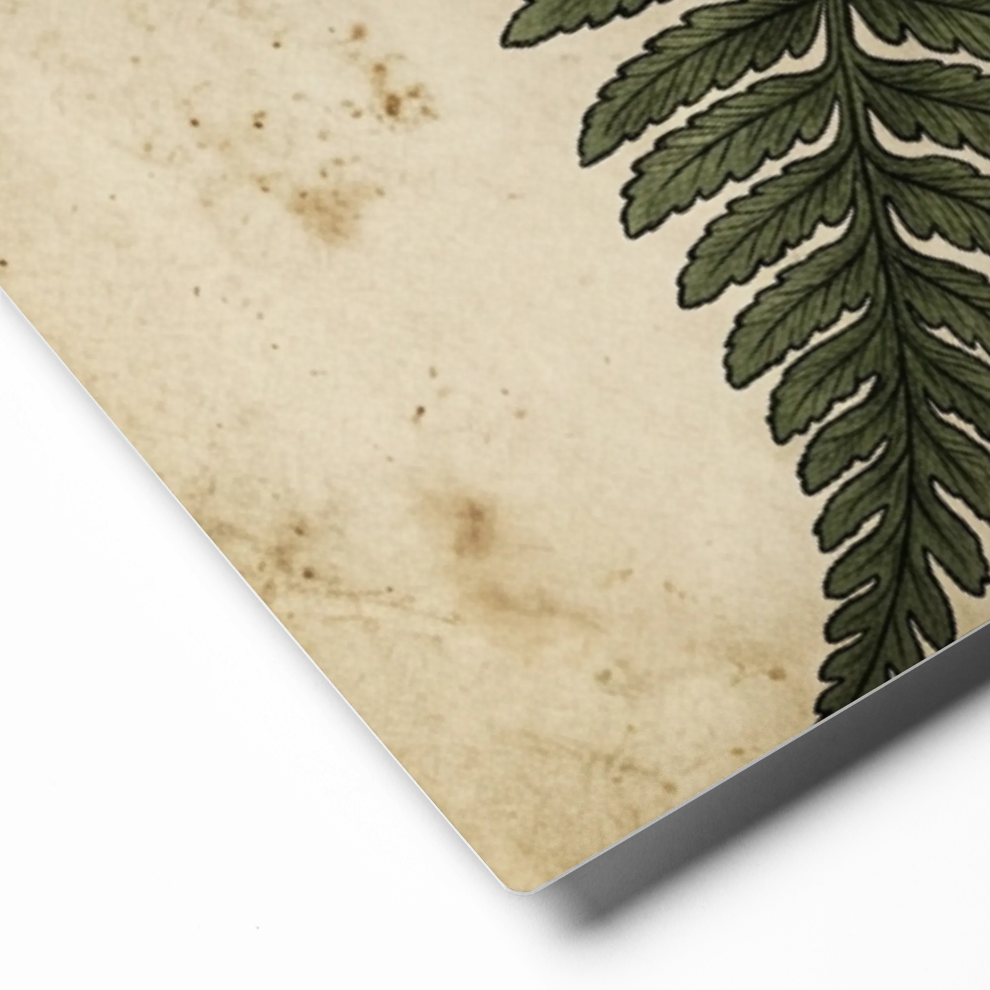 Antique Fern Illustration | Art Print