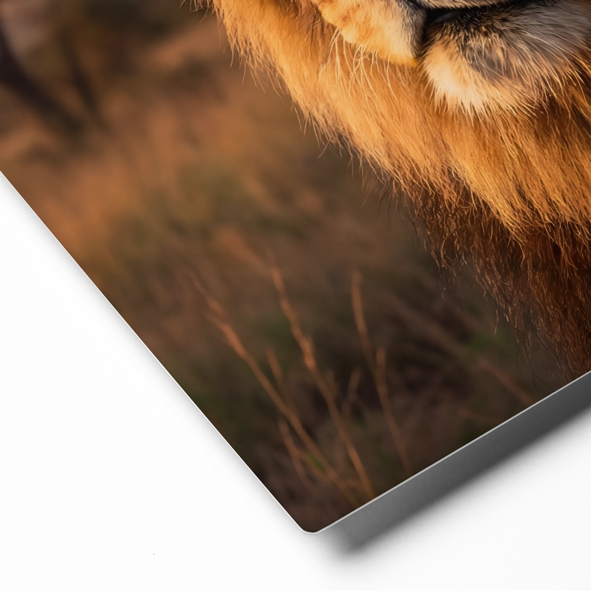 Golden Mane Lion 
 Canvas with Black Frame