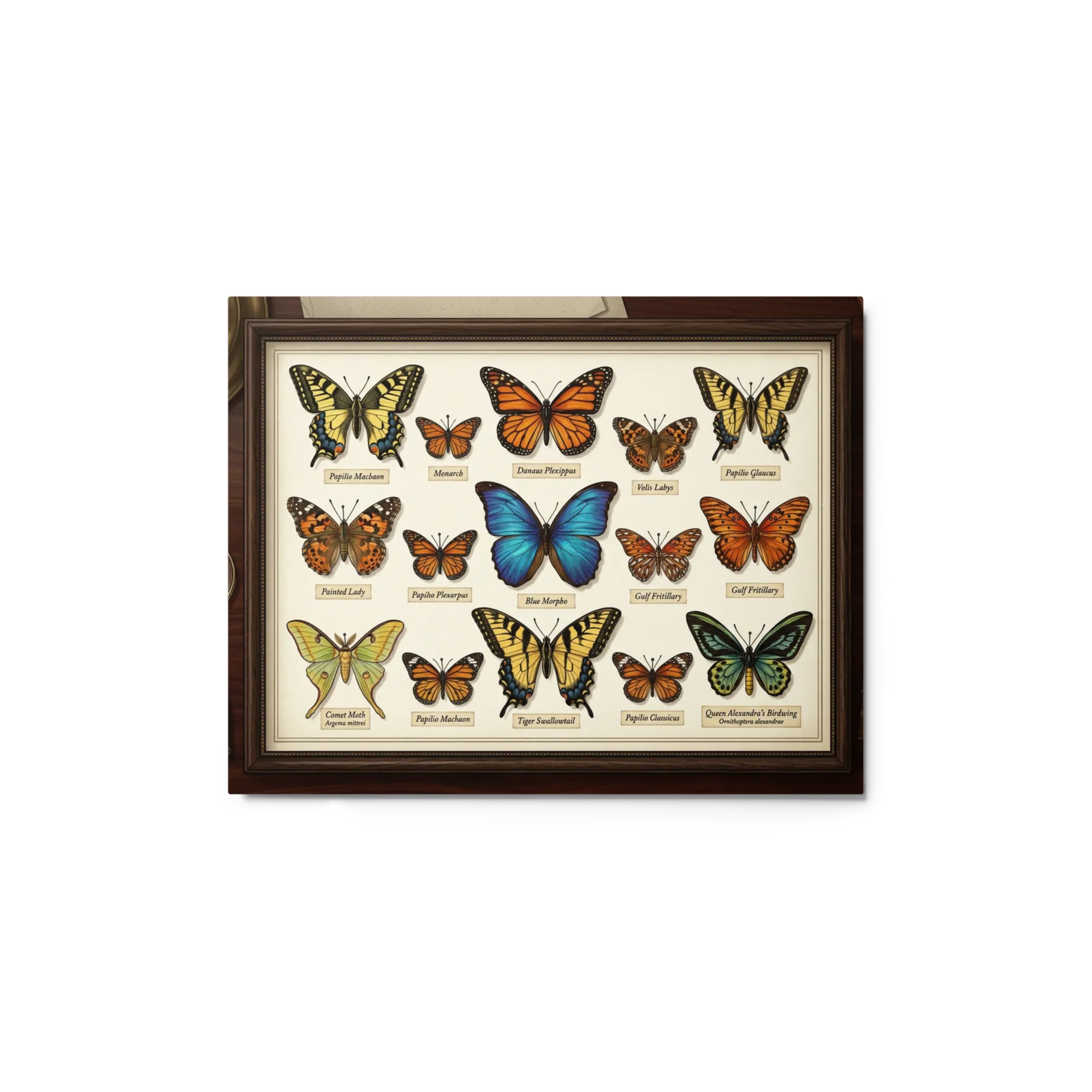 Entomologist's Butterfly Collection 
 Canvas with Black Frame