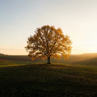 Landscapes